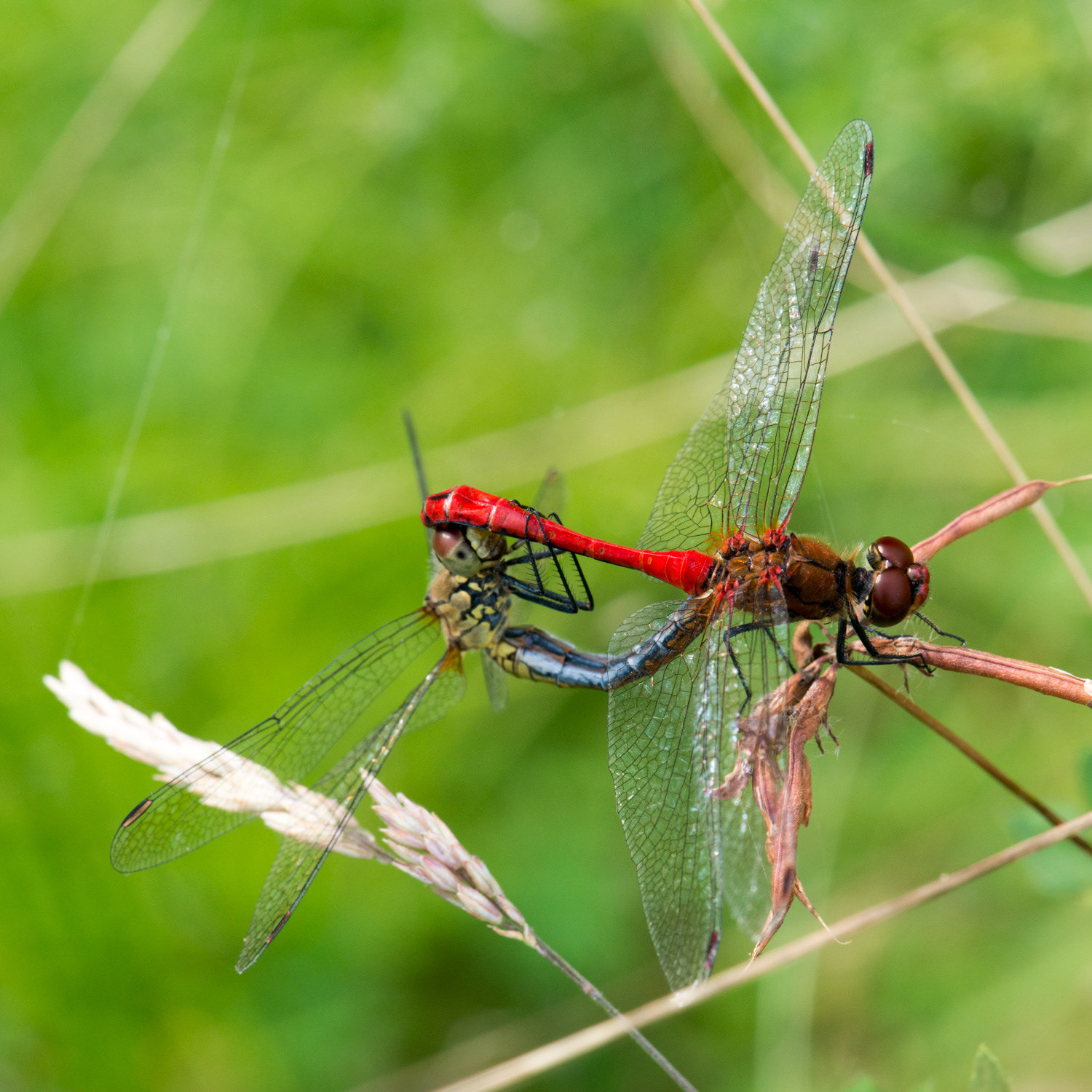 Sympetrum sanguineum- accouplement