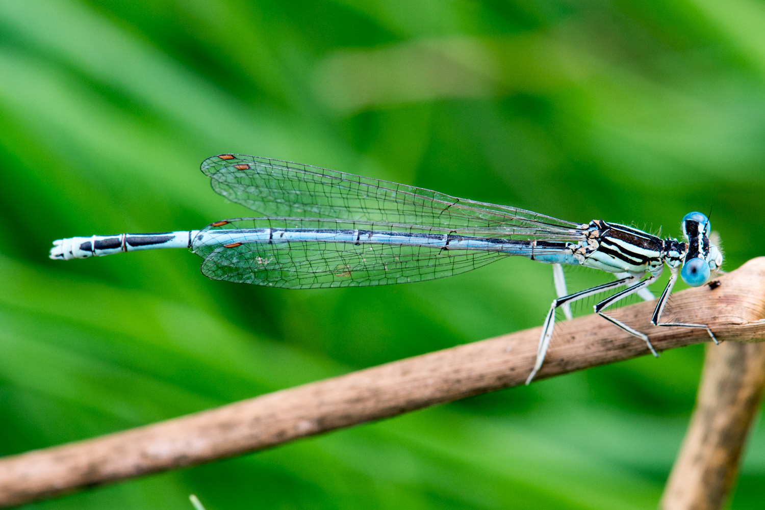 Platycnemis pennipes