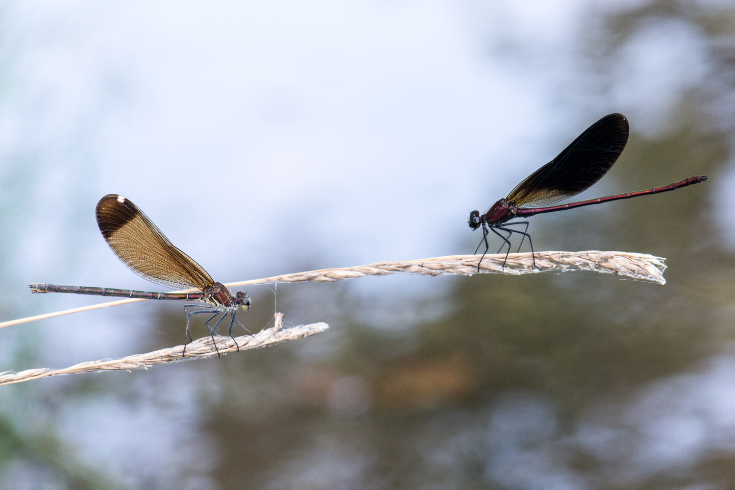 Calopteryx haemorrhoidalis