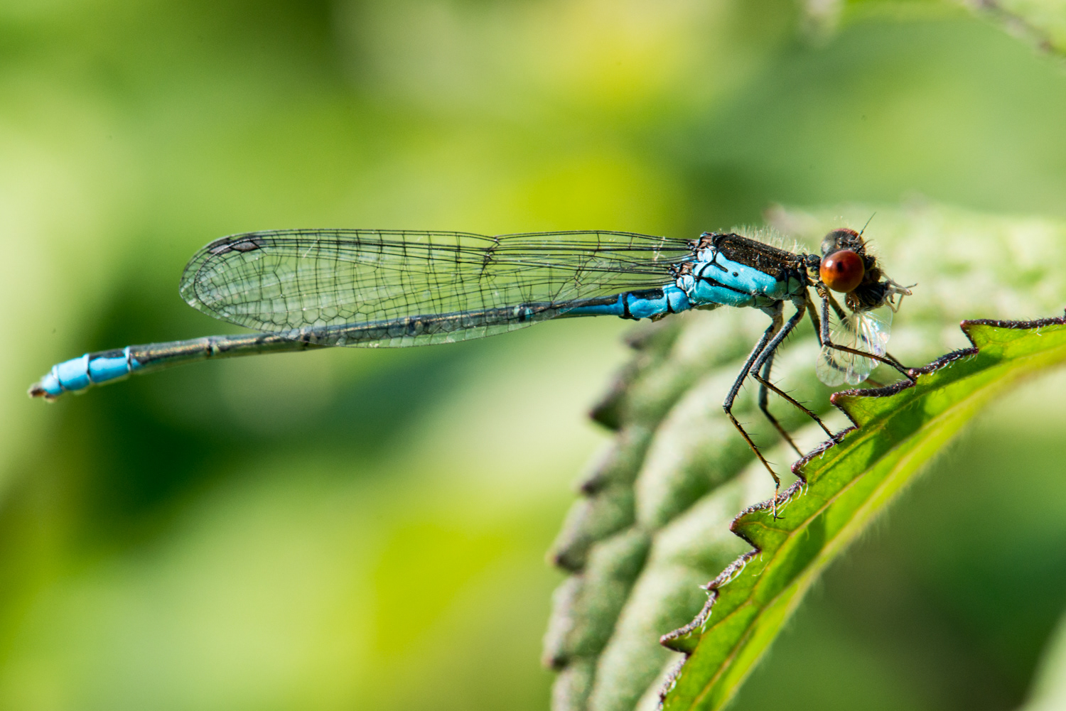 Erythromma viridulum