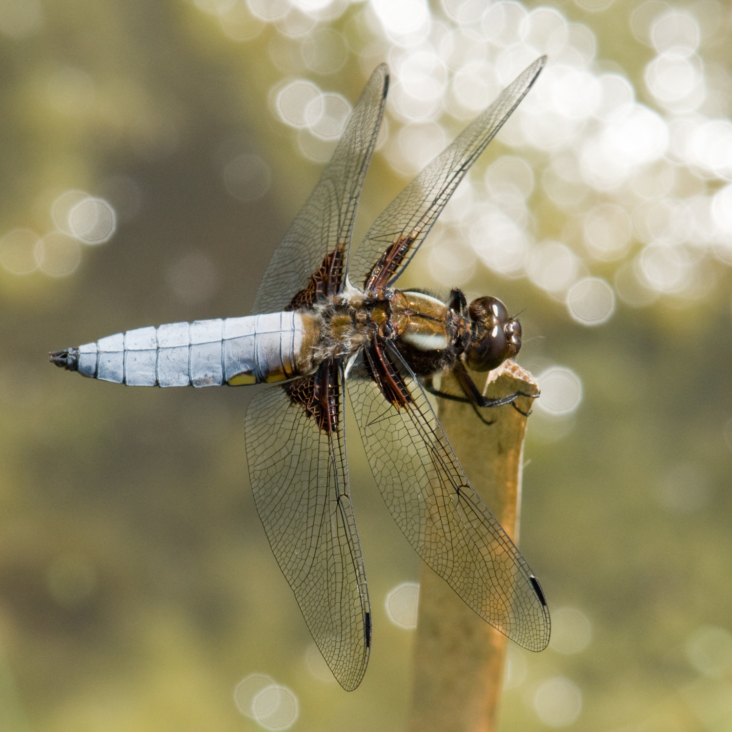 Libellula depressa