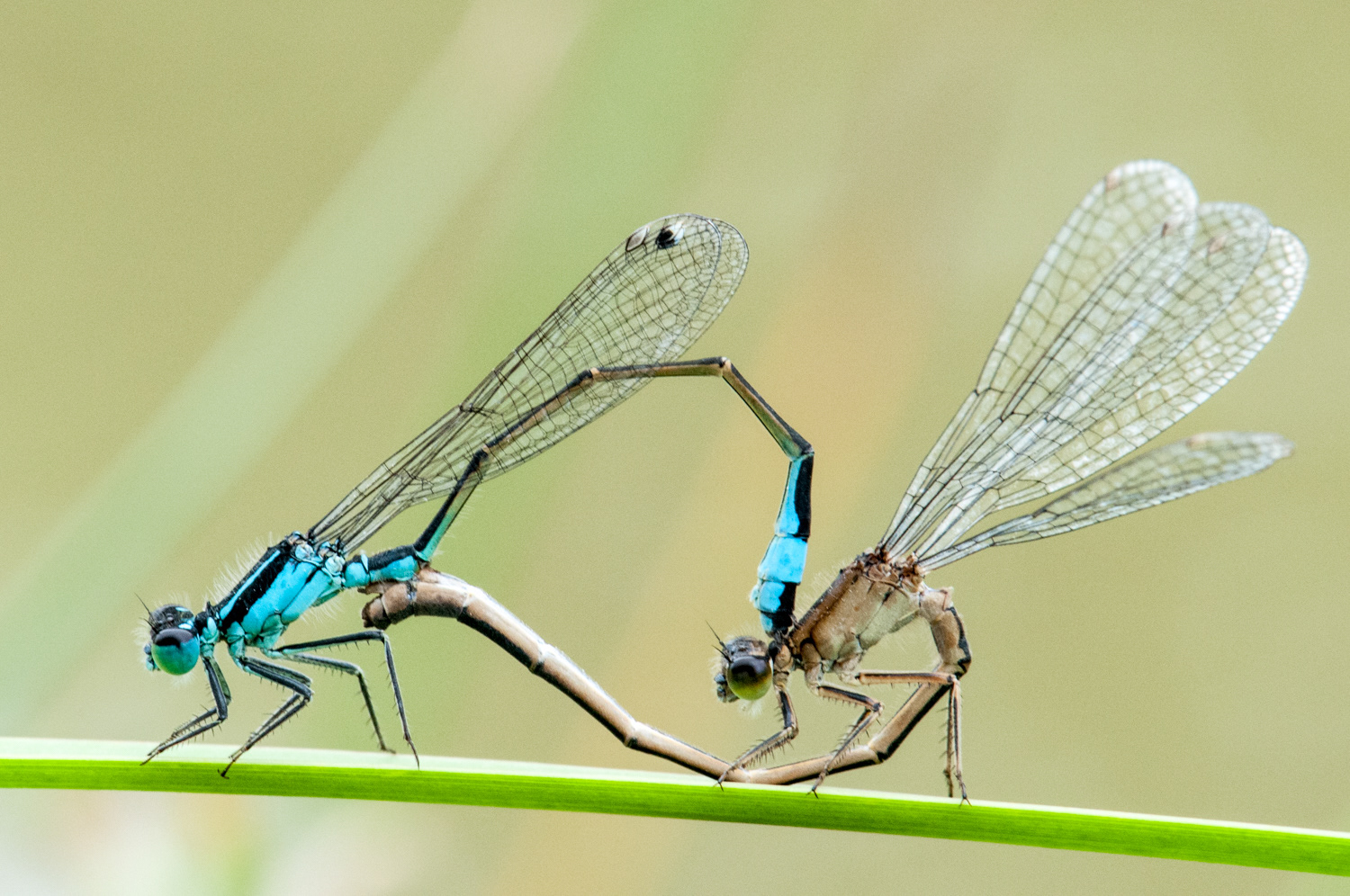 Ischnura elegans - accouplement