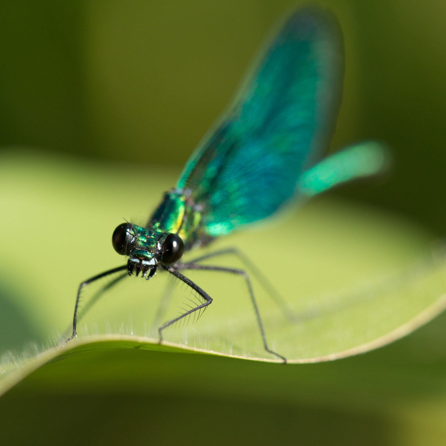 Calopteryx