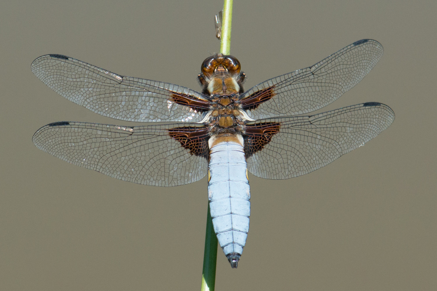 Libellula depressa