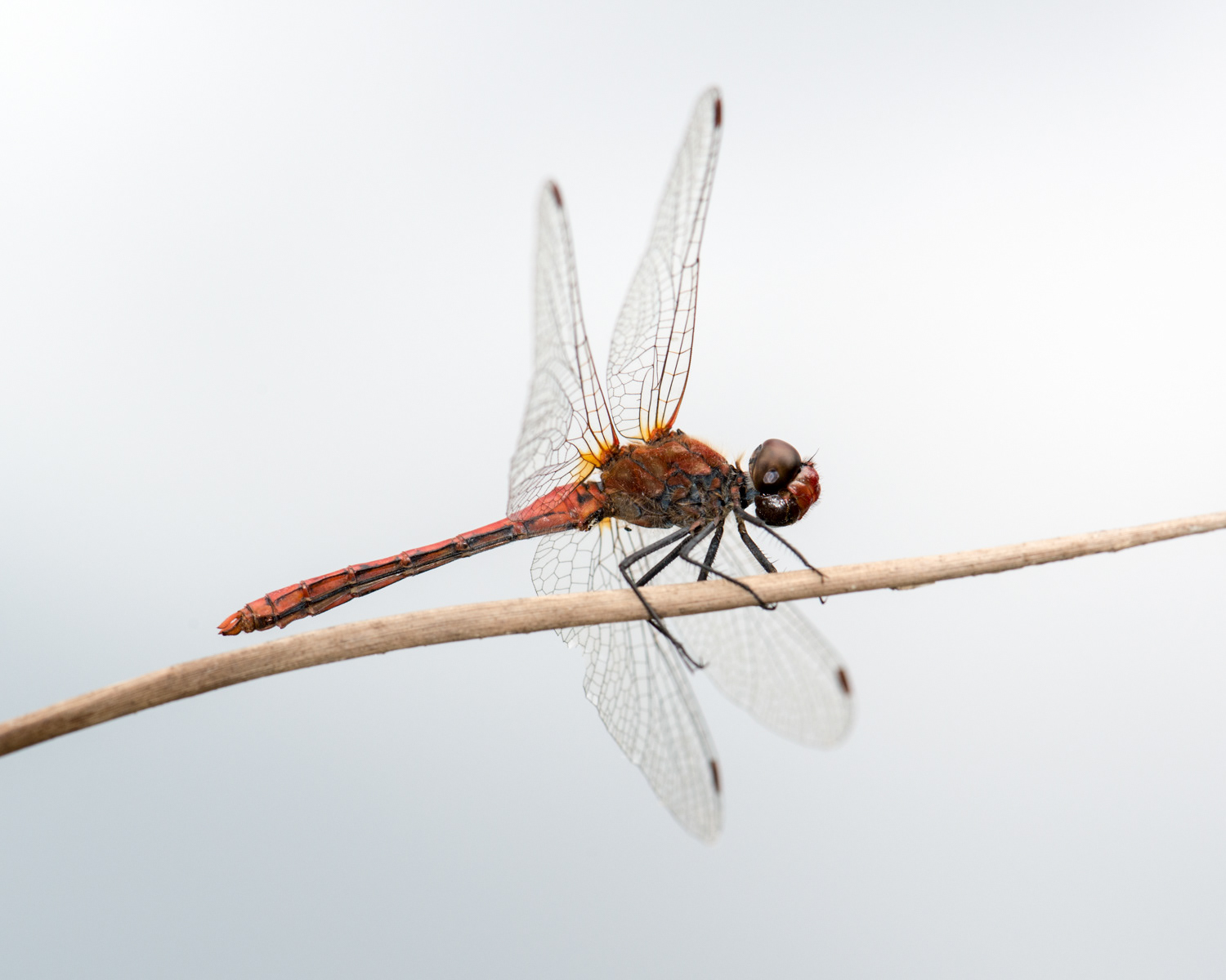 Sympetrum sanguineum
