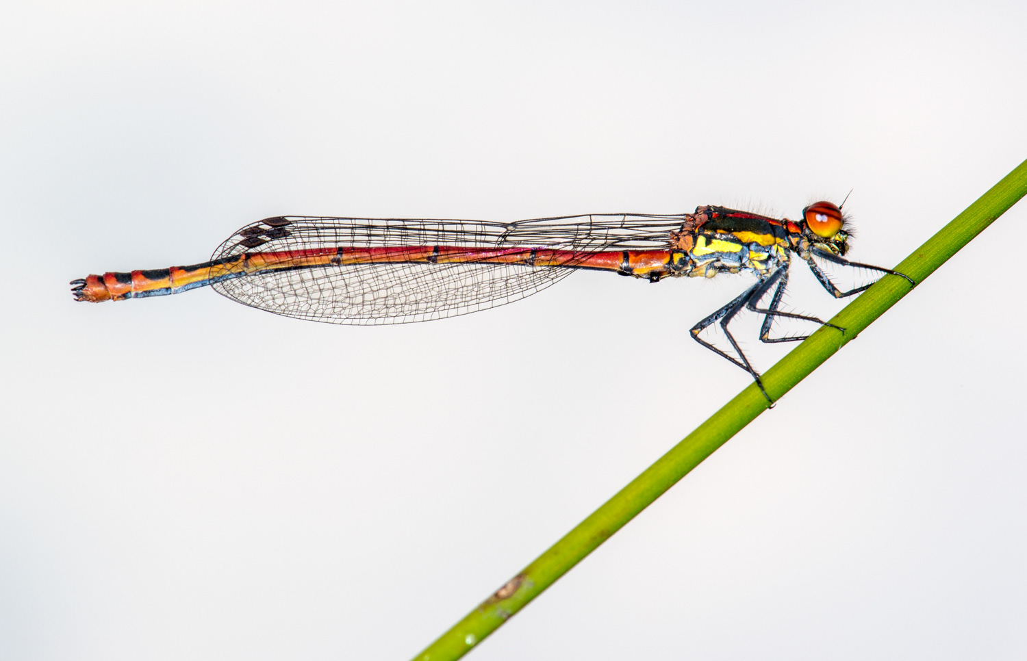 Pyrrhosoma nymphula