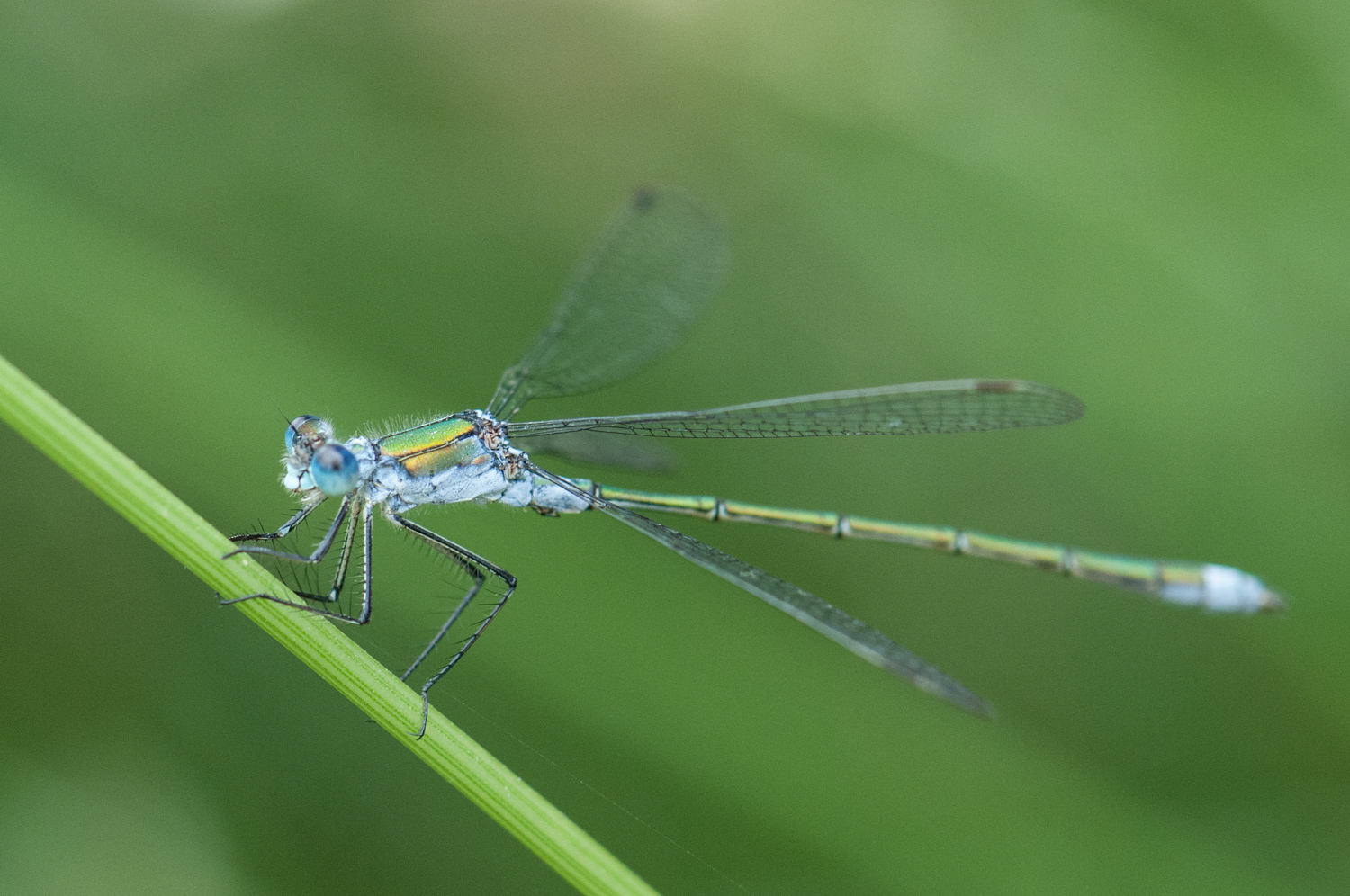 Lestes sponsa