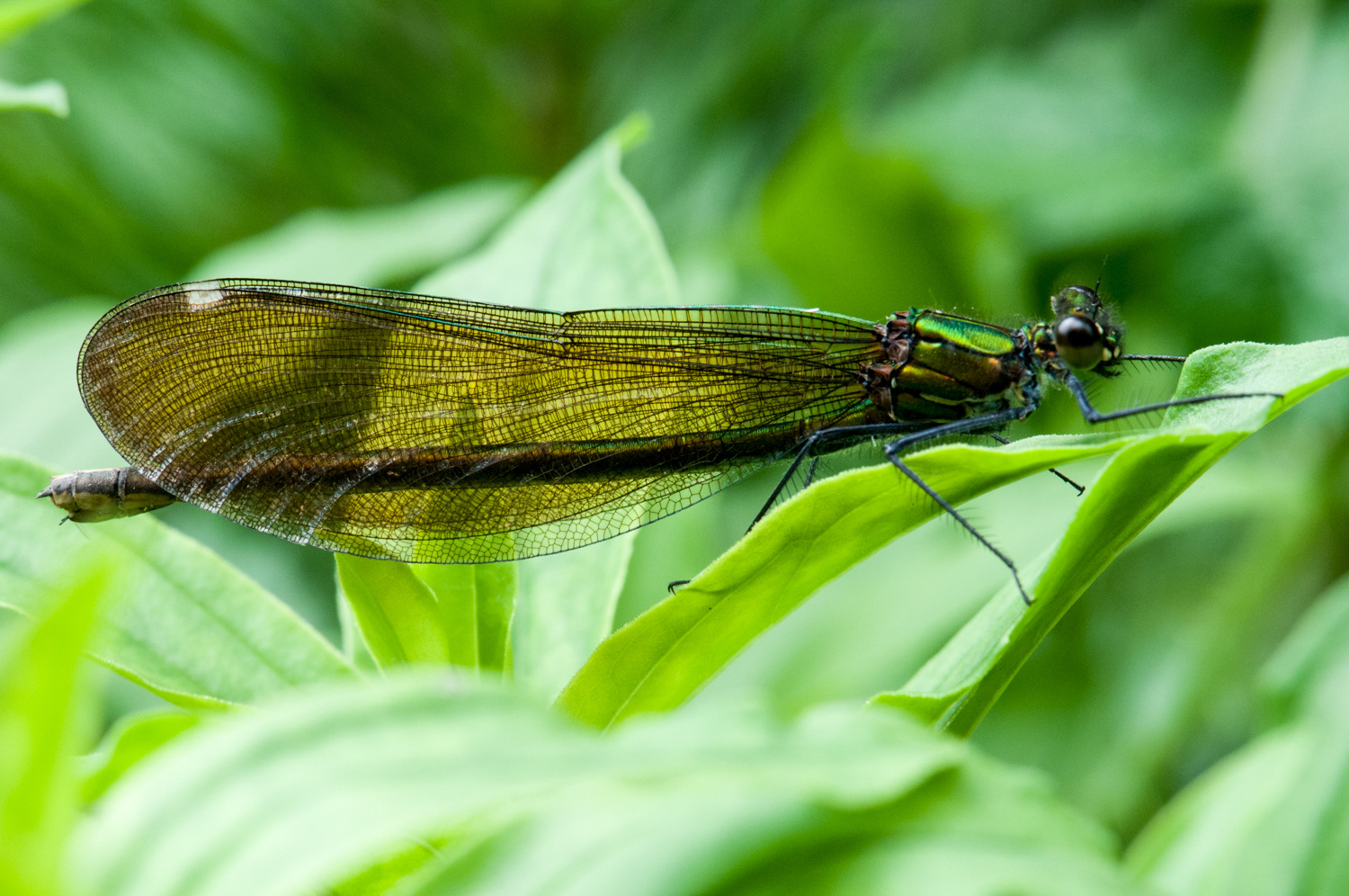 Calopteryx virgo ♀