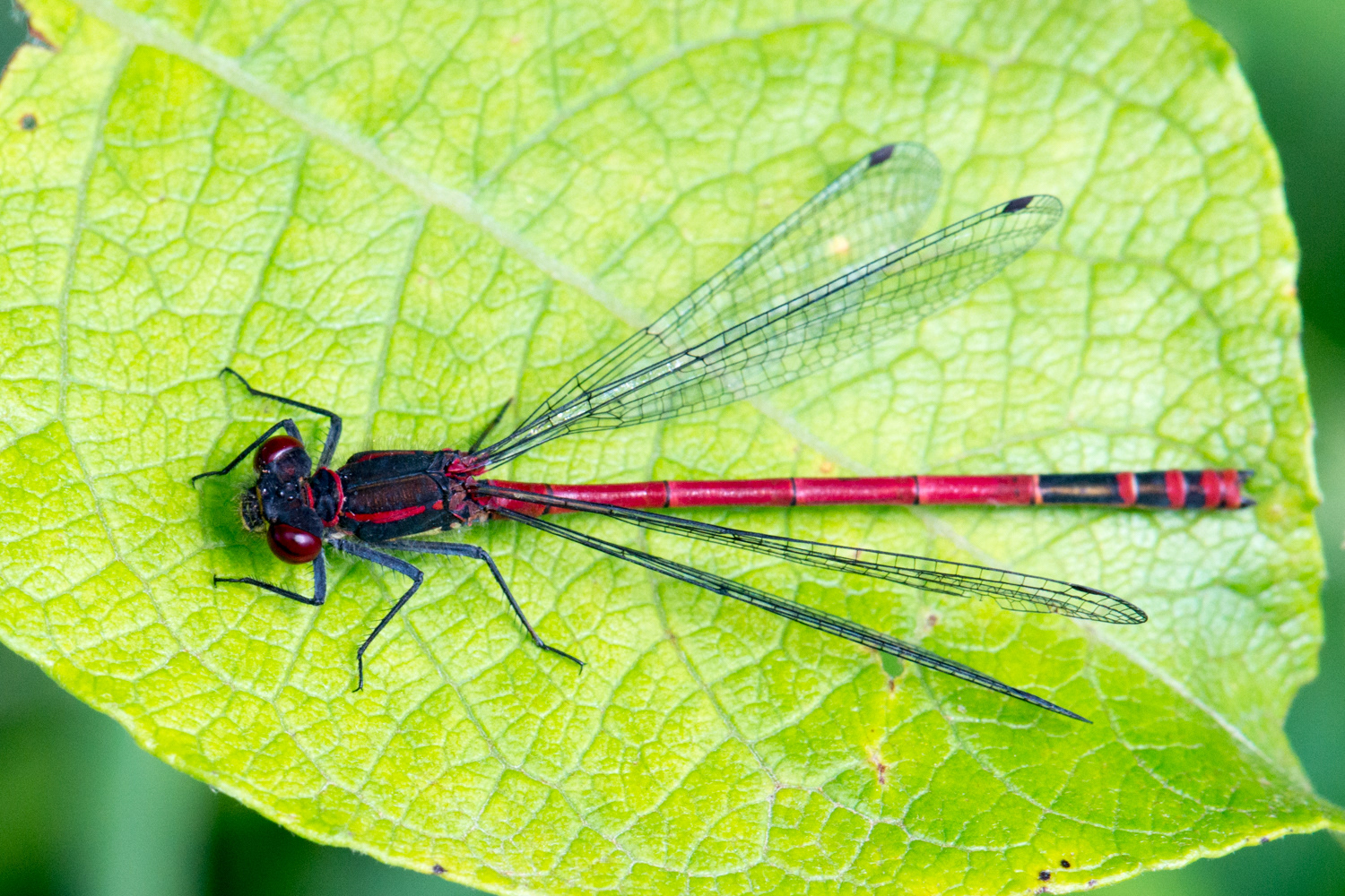 Pyrrhosoma nymphula