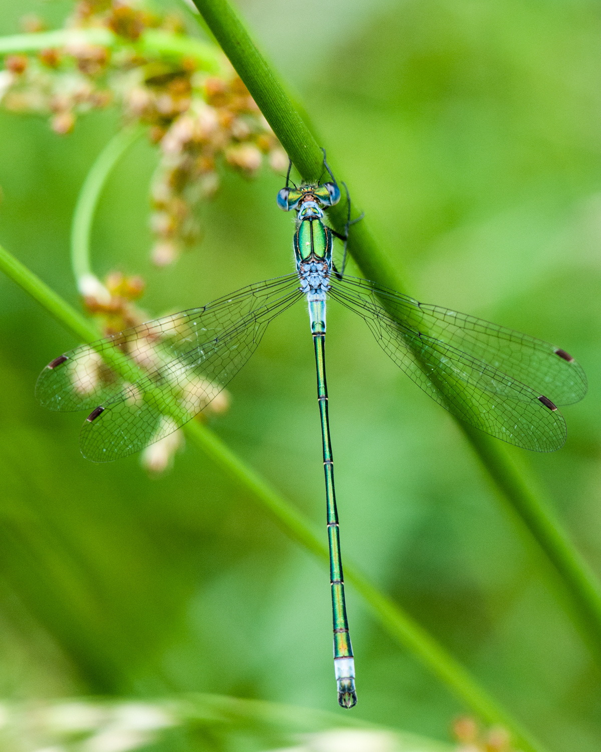 Lestes sponsa