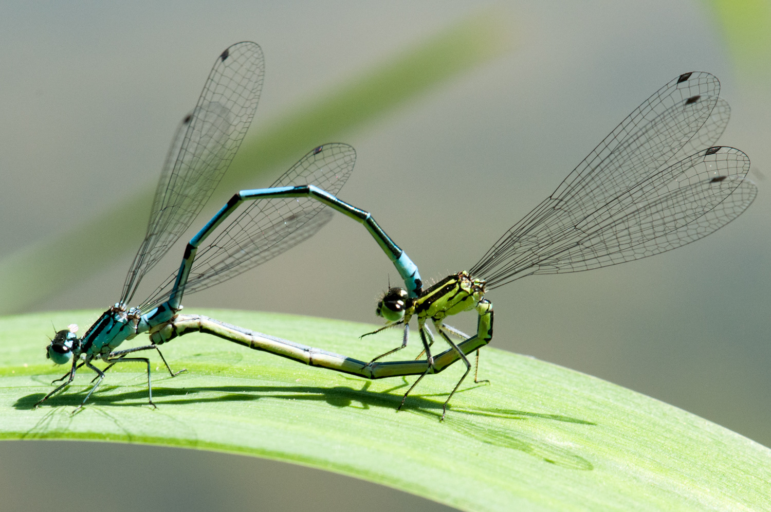 Coenagrion puella - accouplement