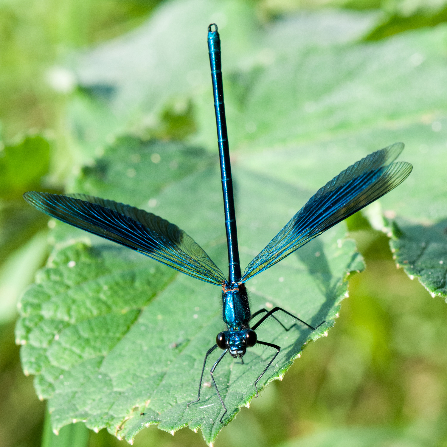Calopteryx xanthostoma