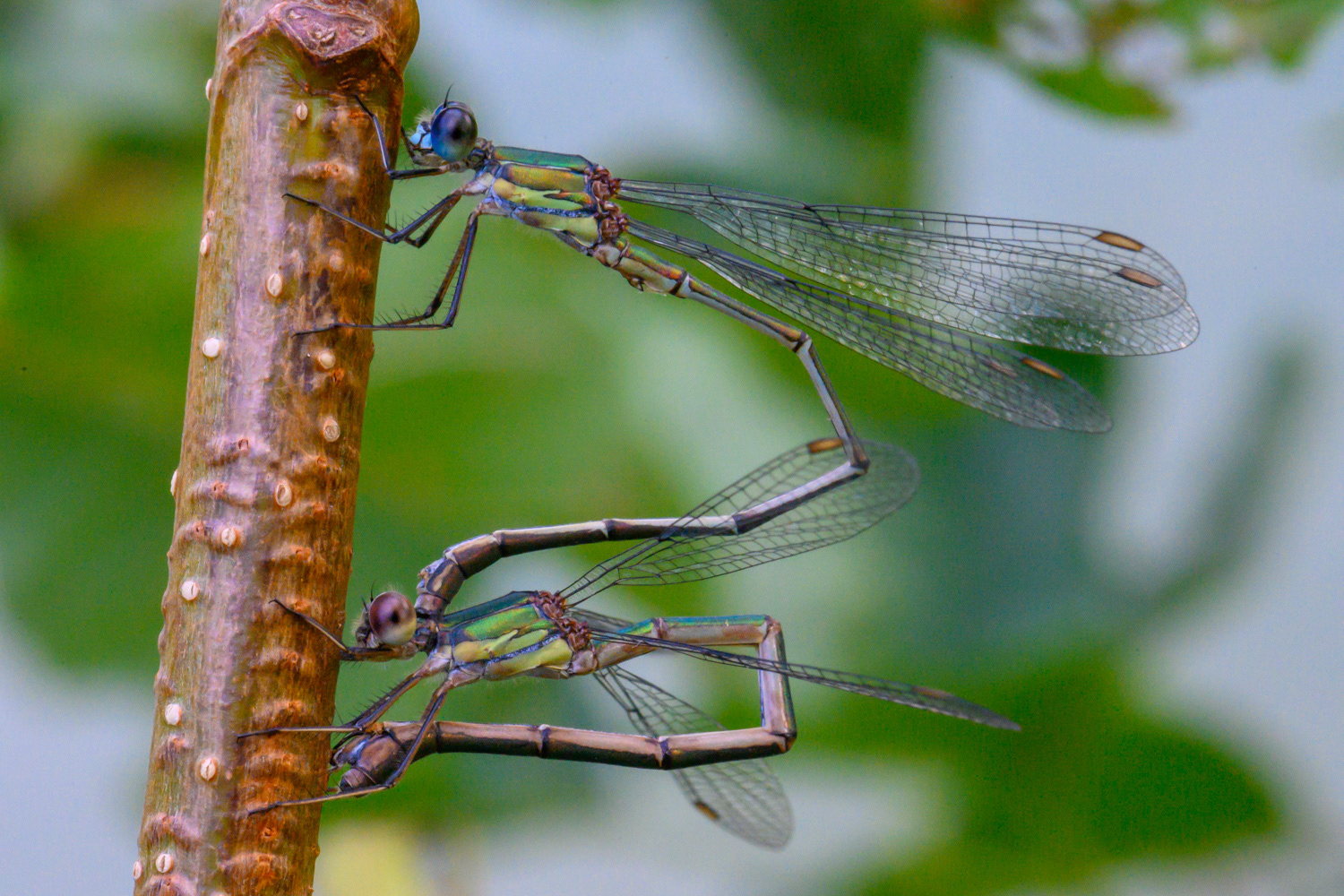Chalcolestes viridis (Leste vert) - ponte