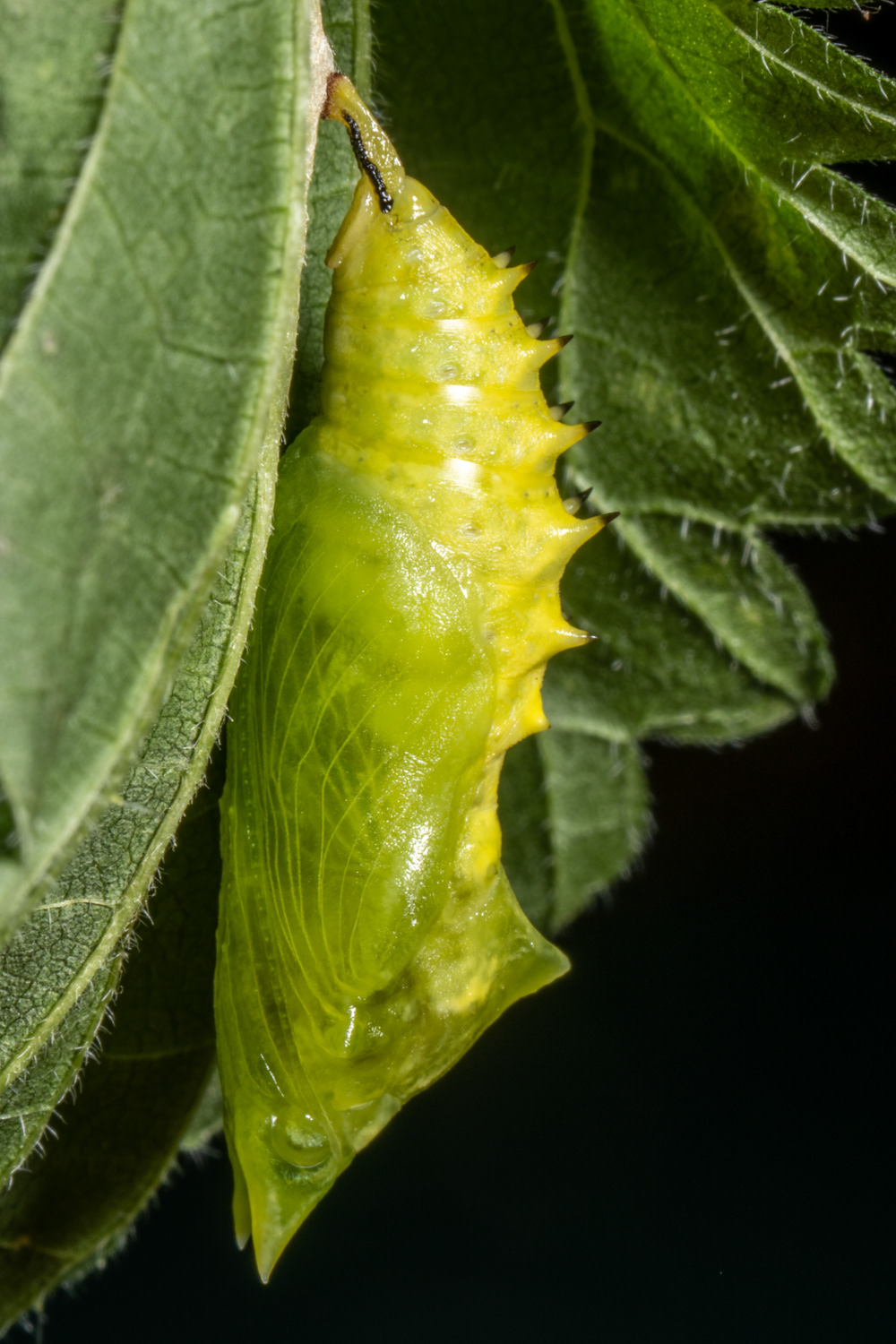 Chrysalide de paon du jour