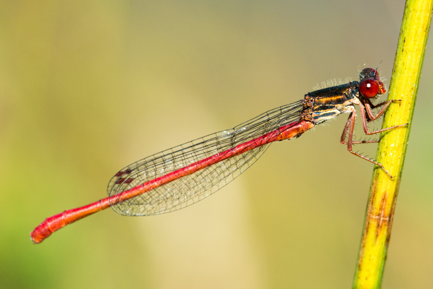 Ceriagrion tenellum