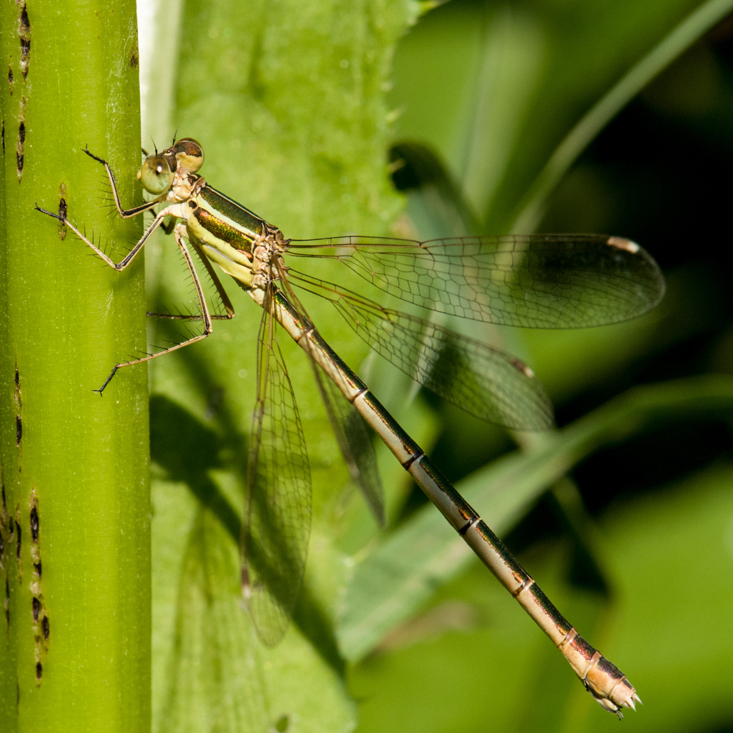 Lestes barbarus