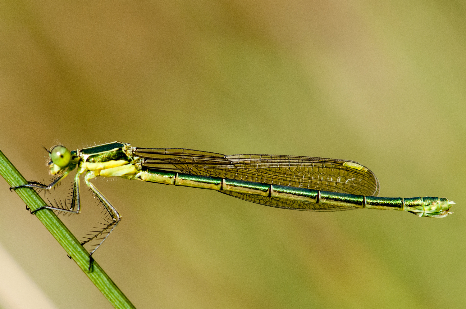 Lestes barbarus ♀