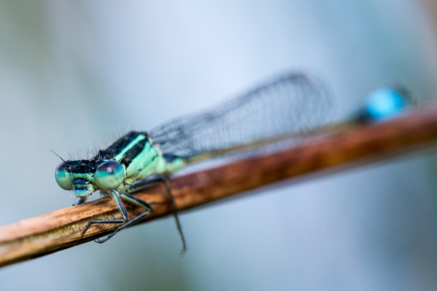 Ischnura elegans