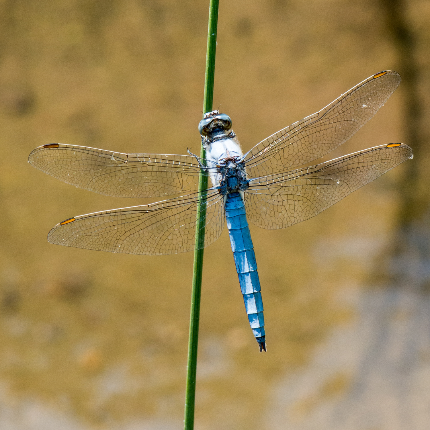 Orthetrum coerulescens ?