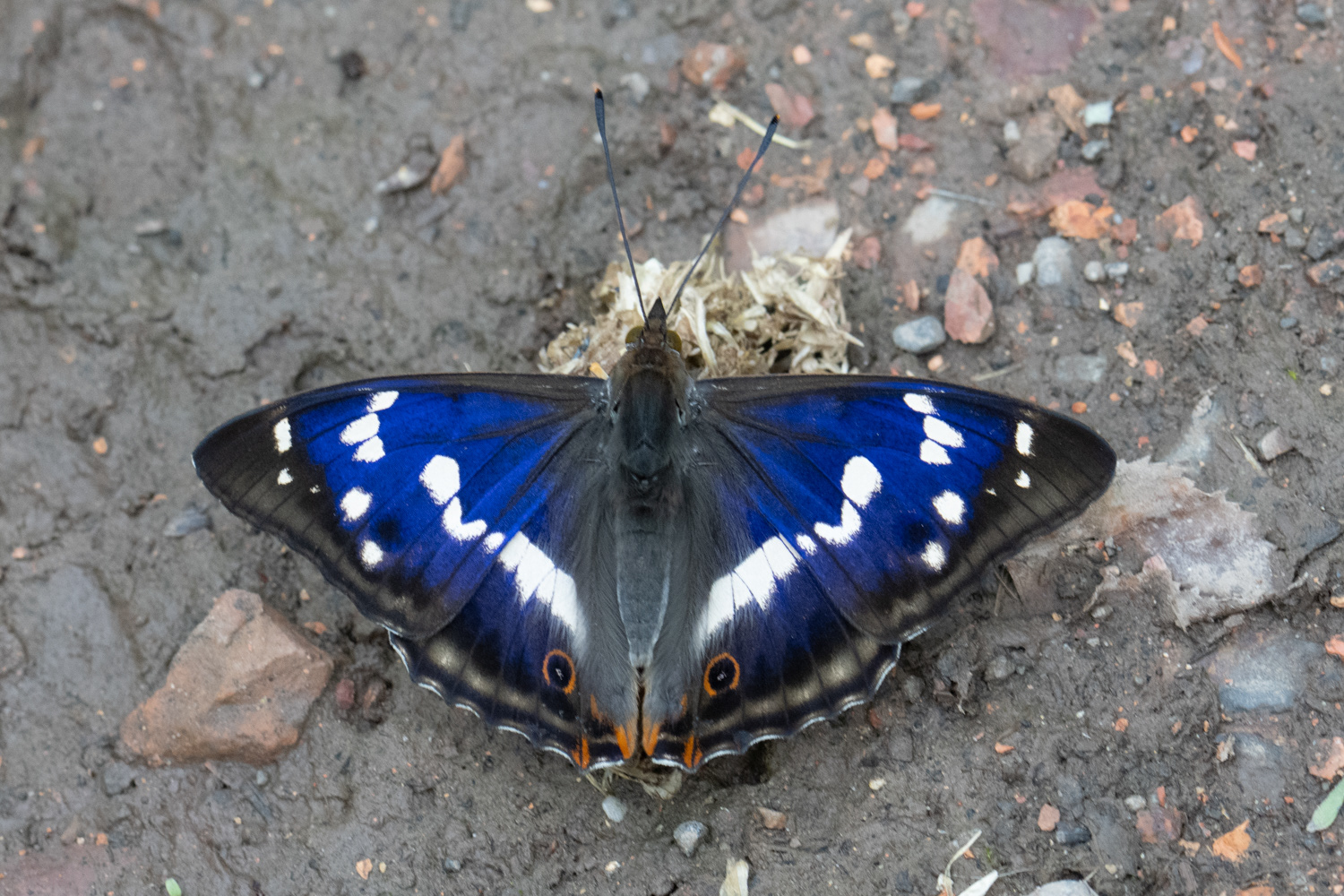 Grand mars changeant ♂