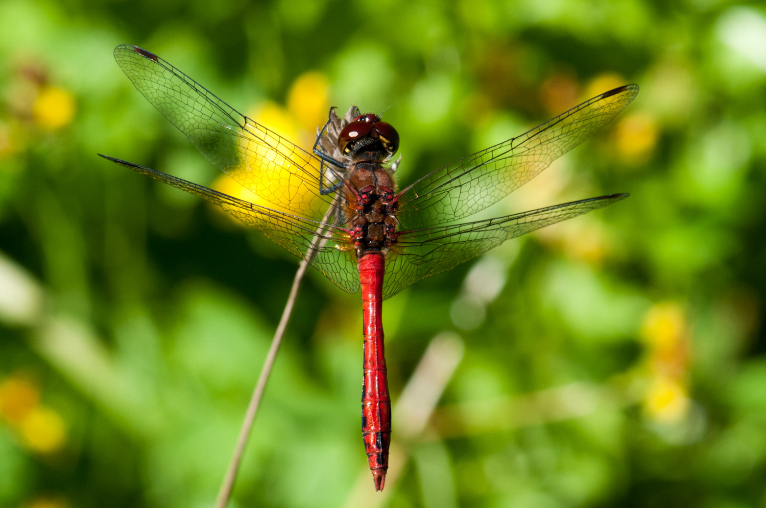 Sympetrum sanguineum