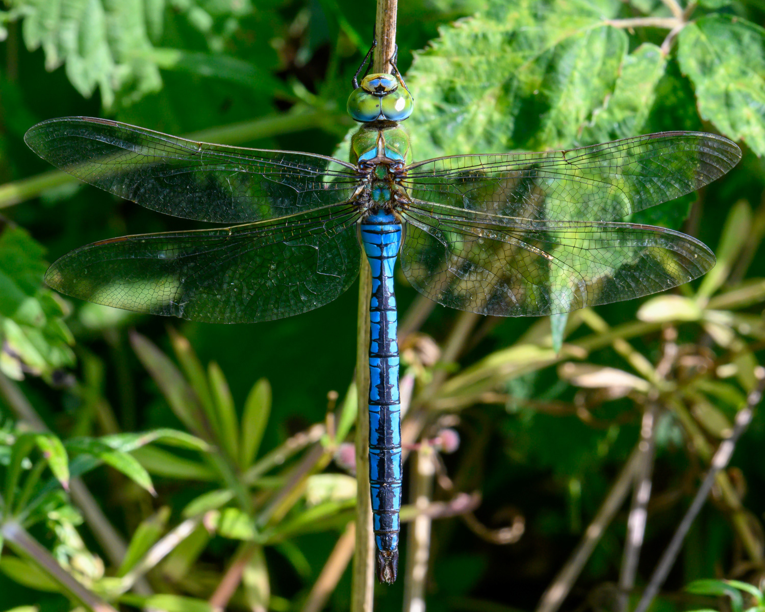 Anax imperator ♂