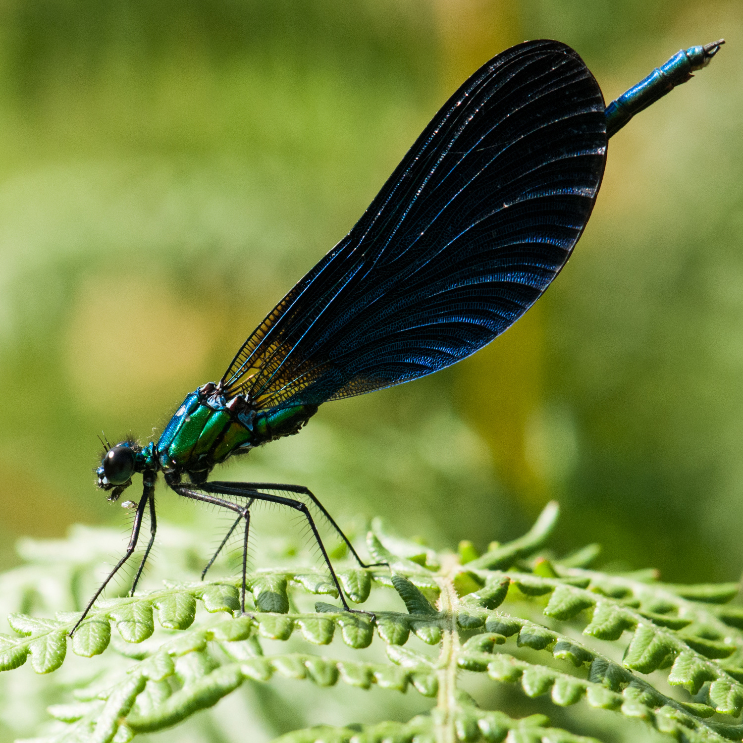 Calopteryx virgo ♂