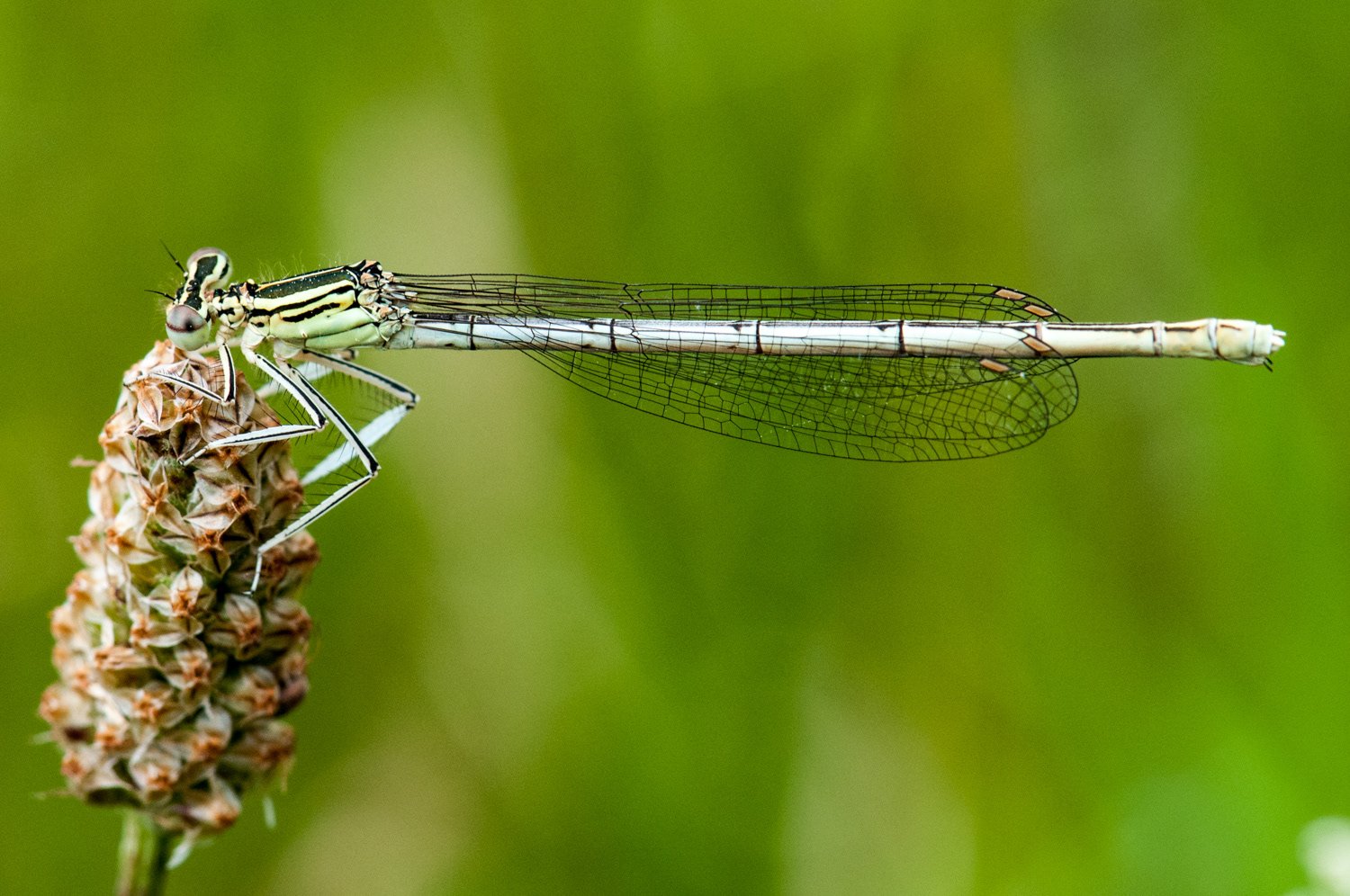 Platycnemis pennipes