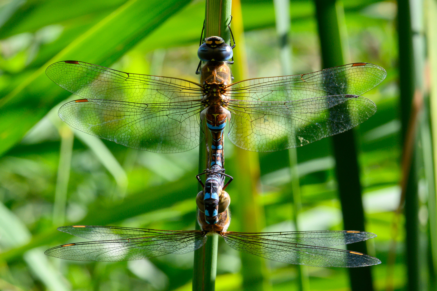 Aeshna mixta - accouplement