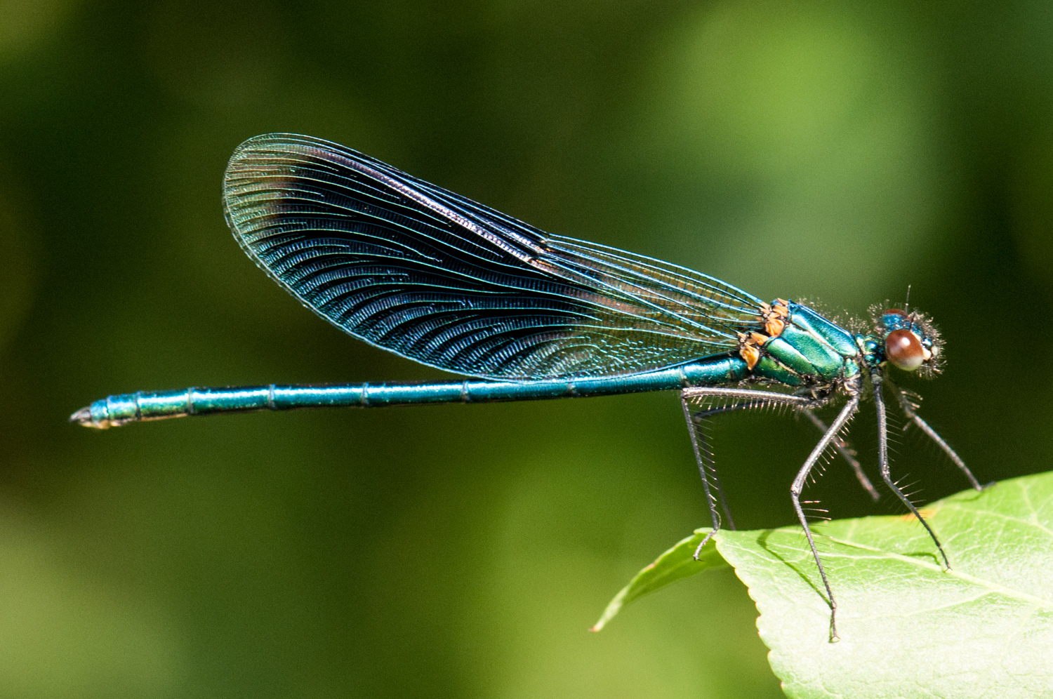 Calopteryx splendens