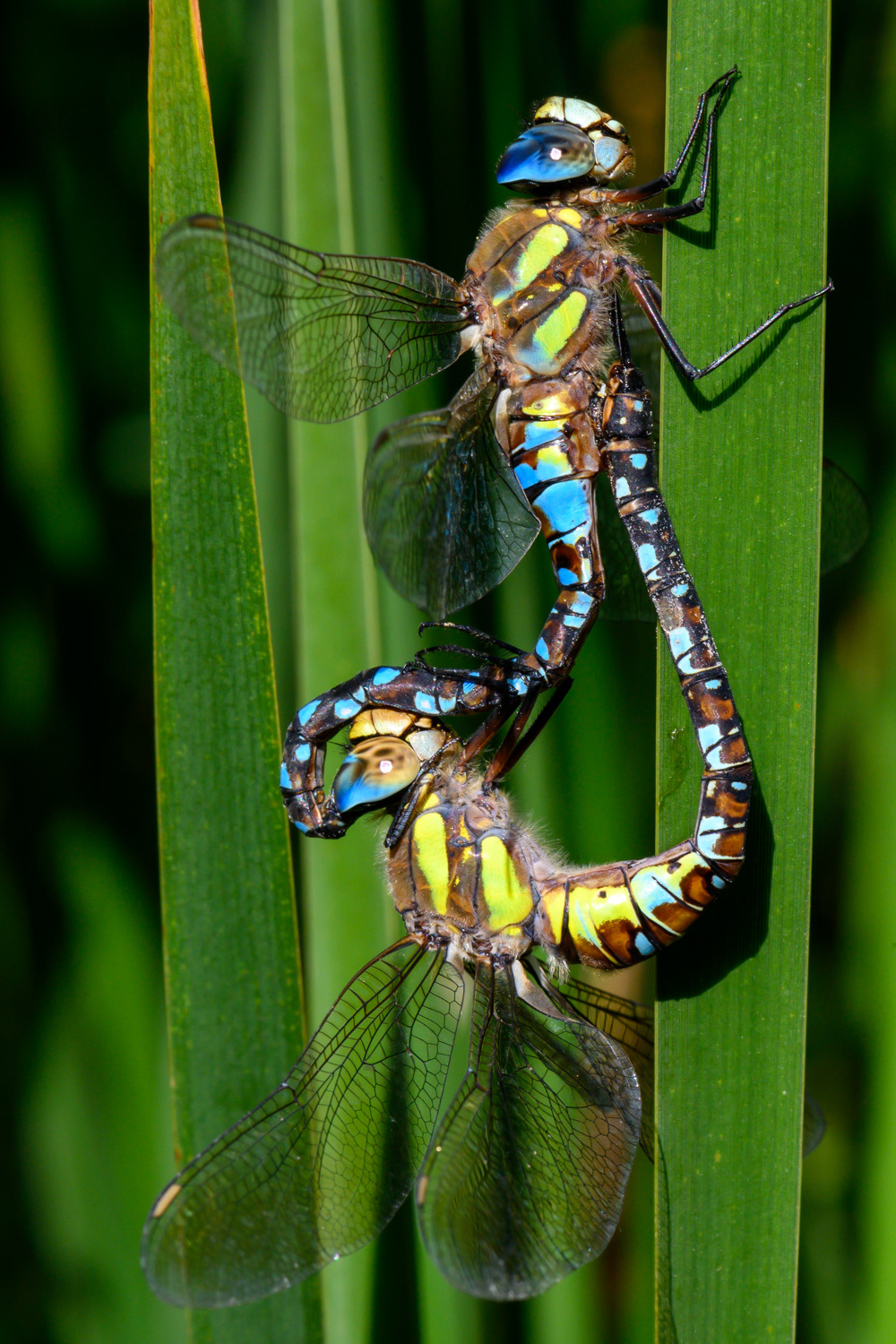 Aeshna mixta - accouplement
