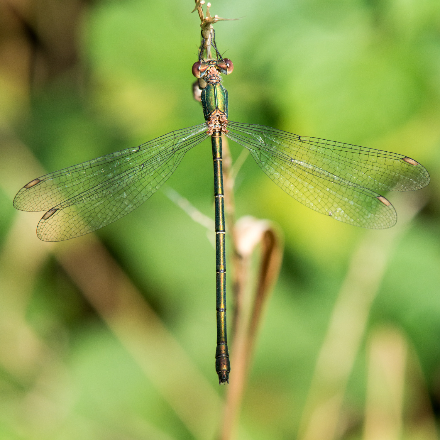 Chalcolestes viridis ♀