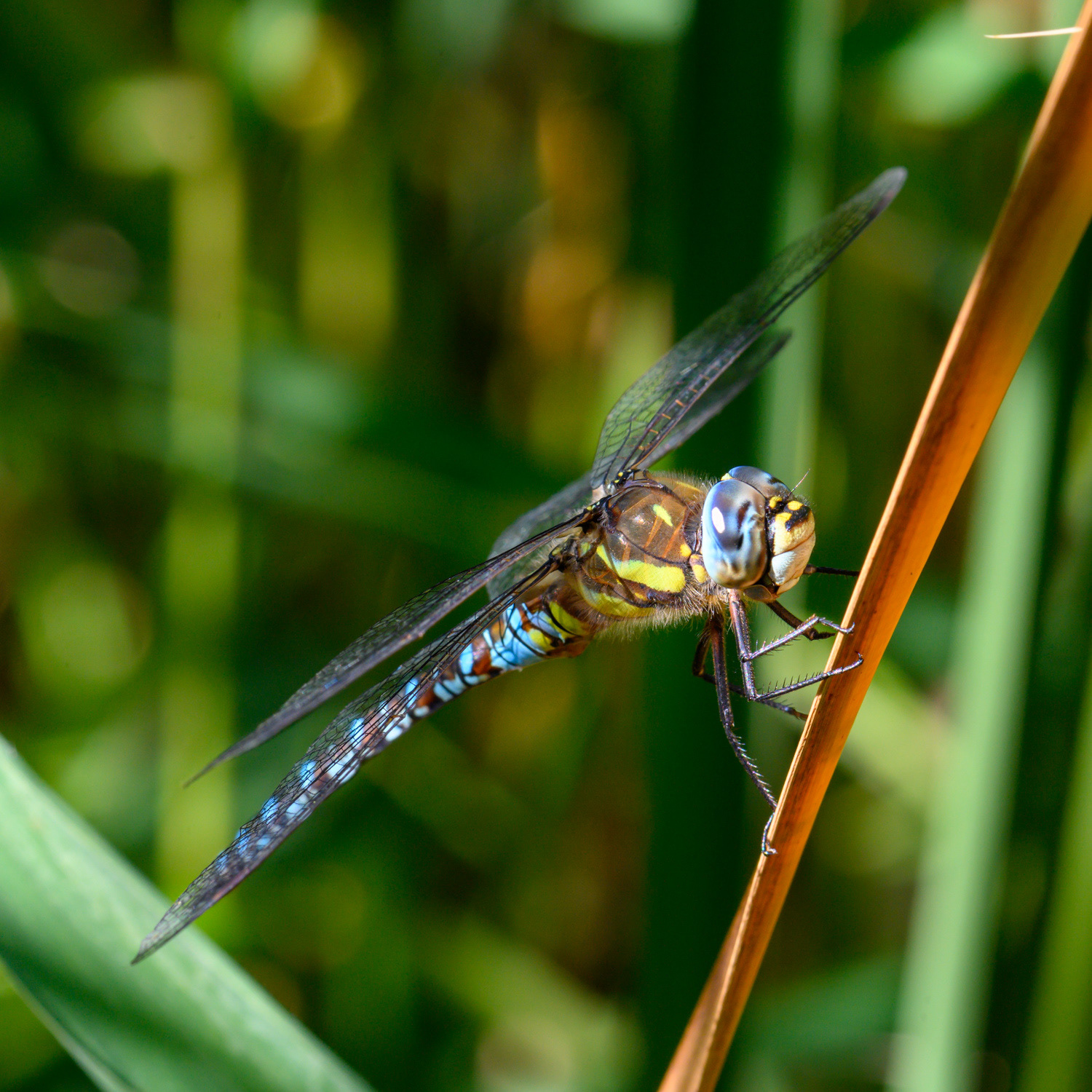 Aeshna mixta
