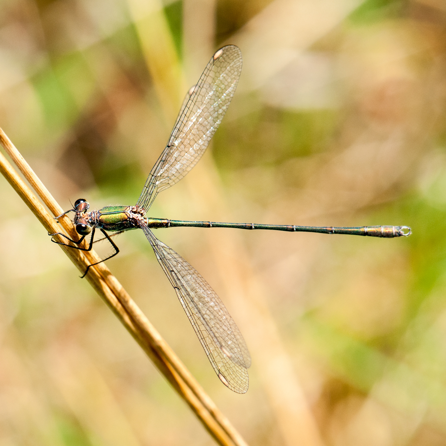 Chalcolestes viridis ♂