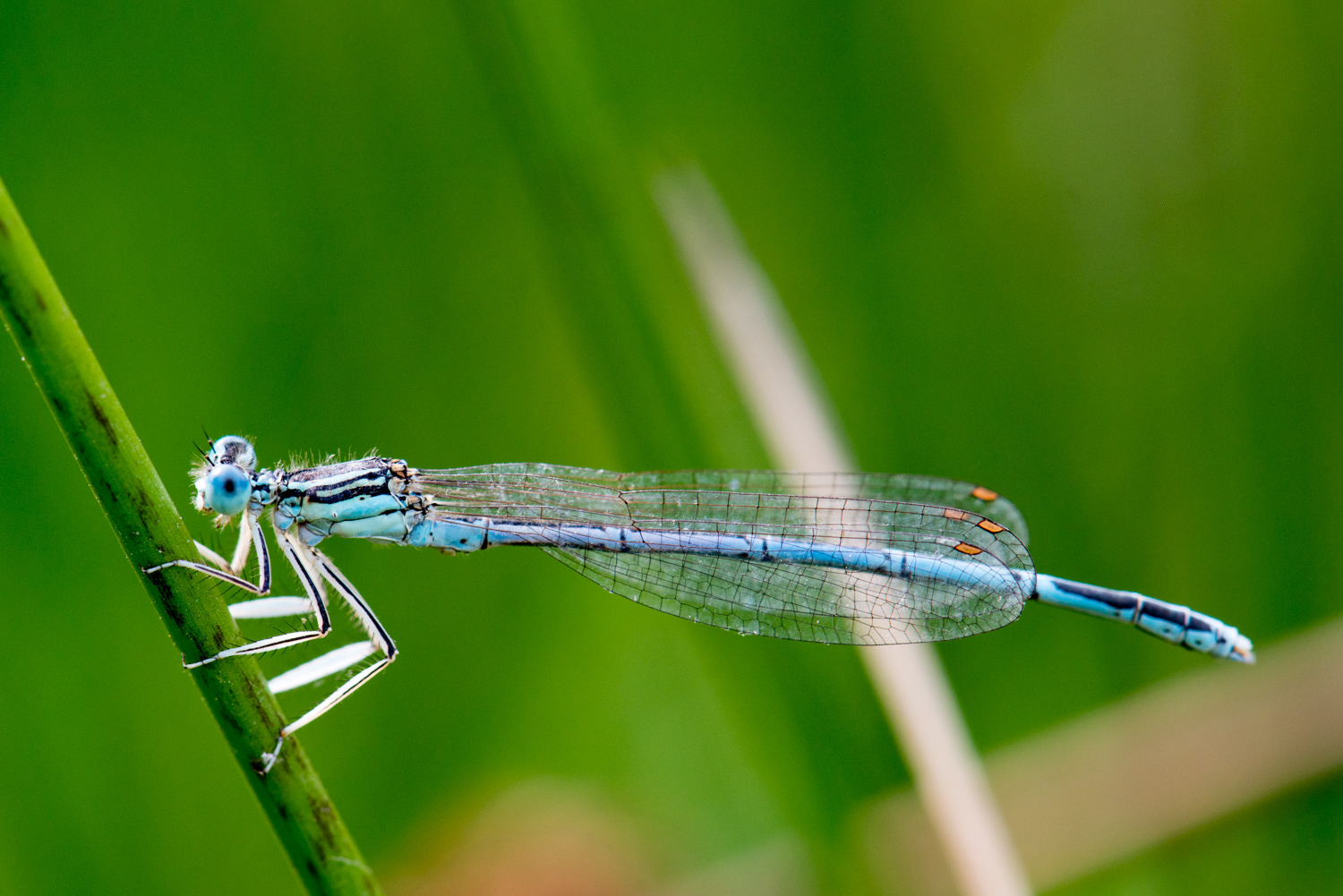 Platycnemis pennipes