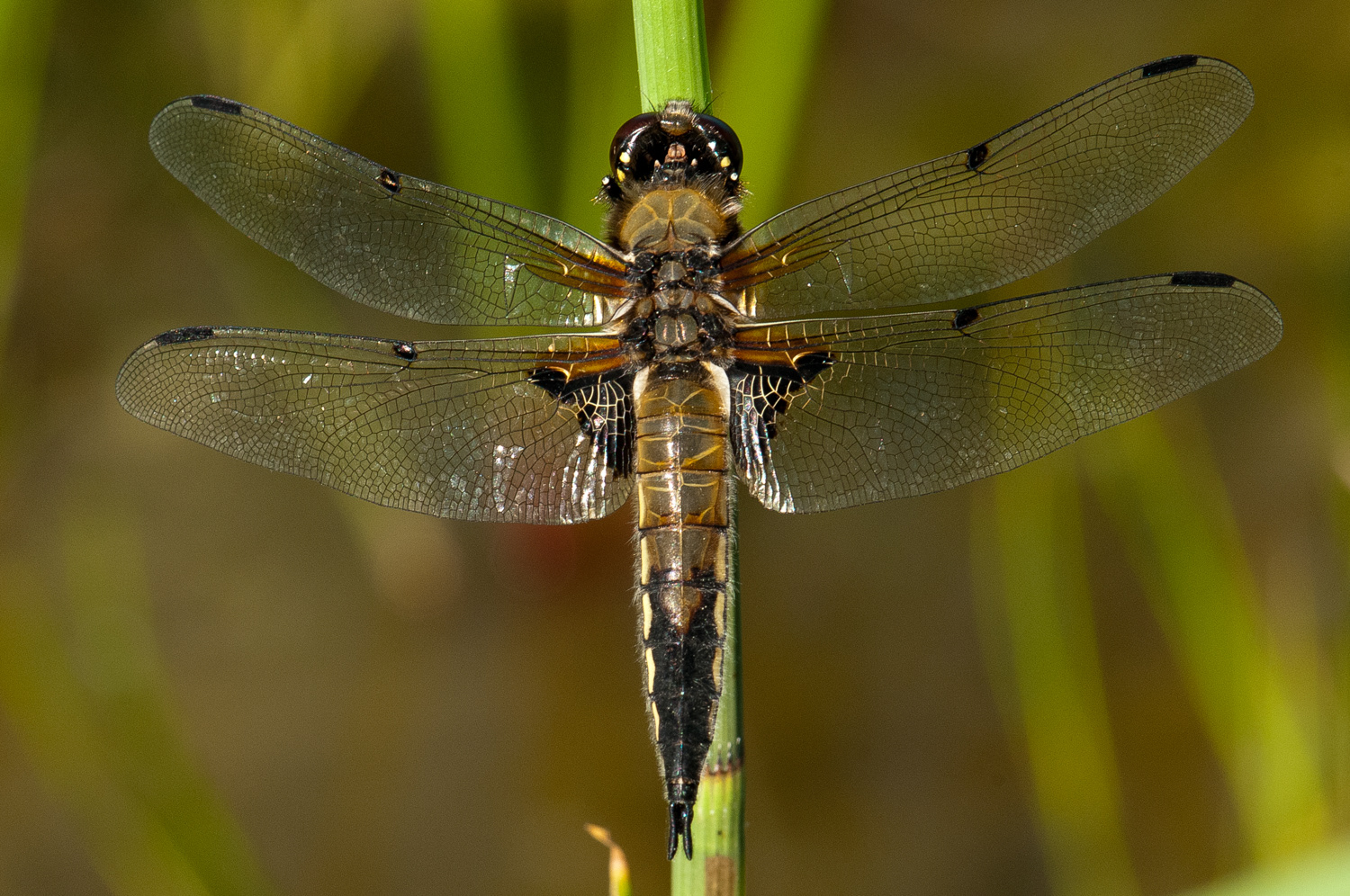 Libellula quadrimaculata