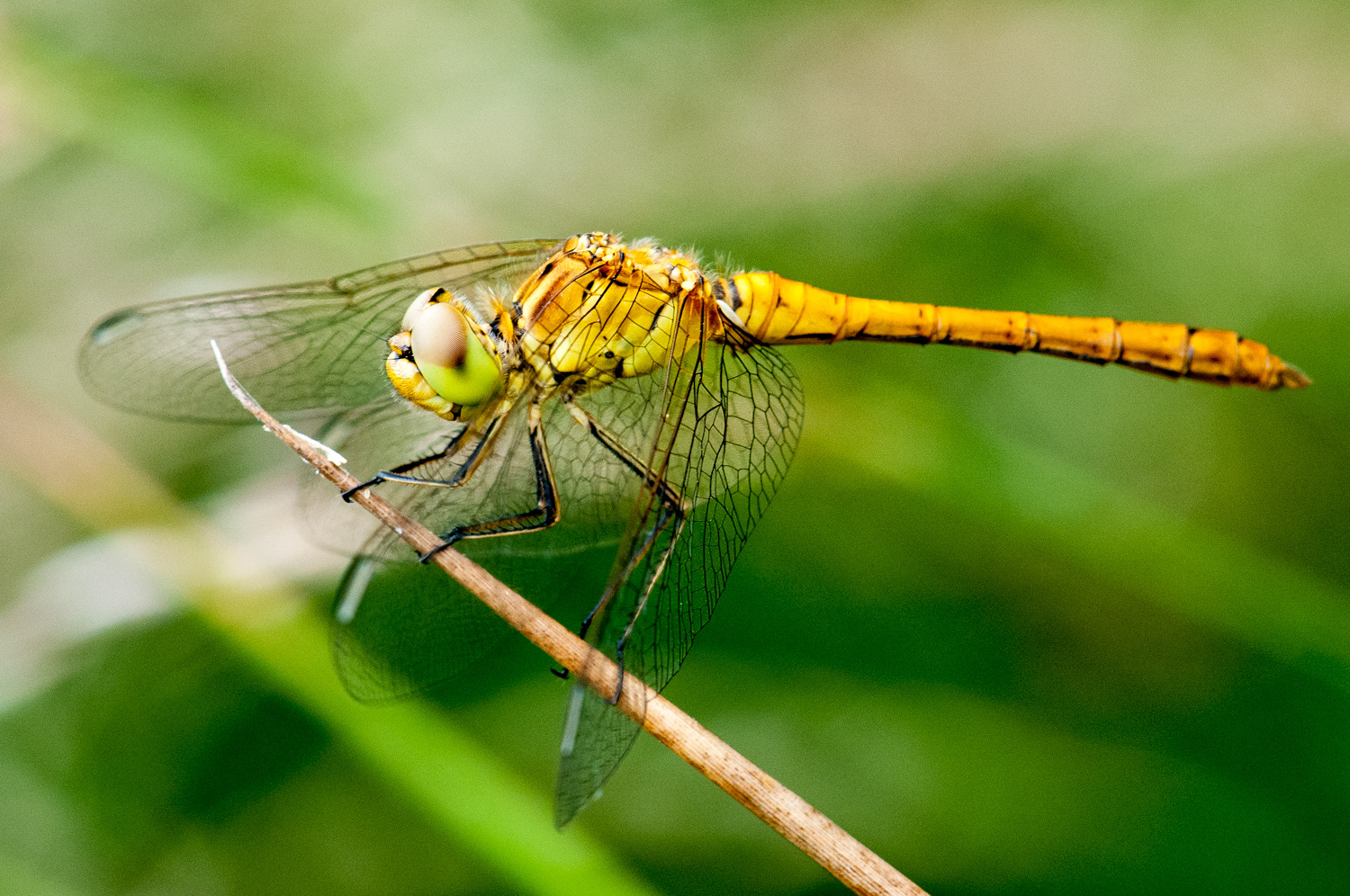 Sympetrum