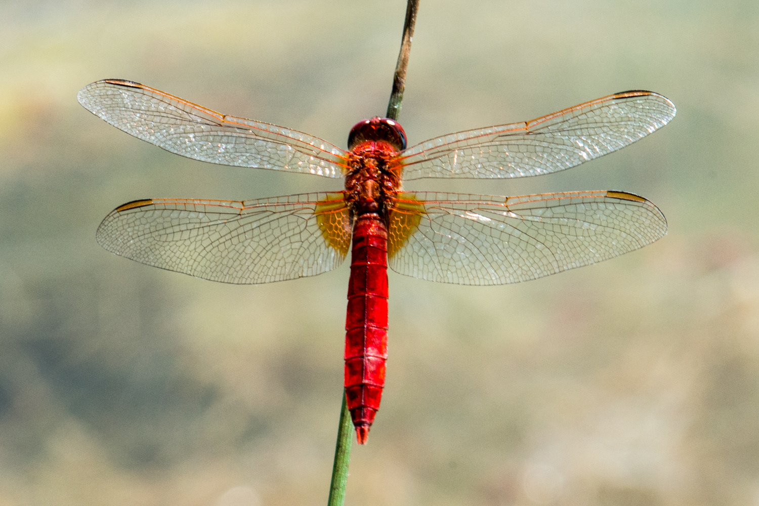 Crocothemis erythraea