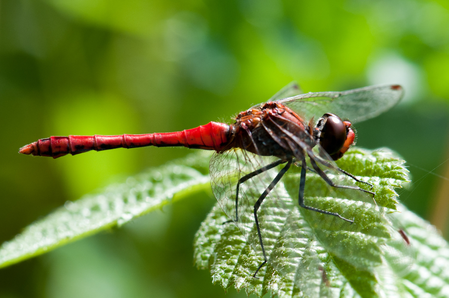 Sympetrum sanguineum