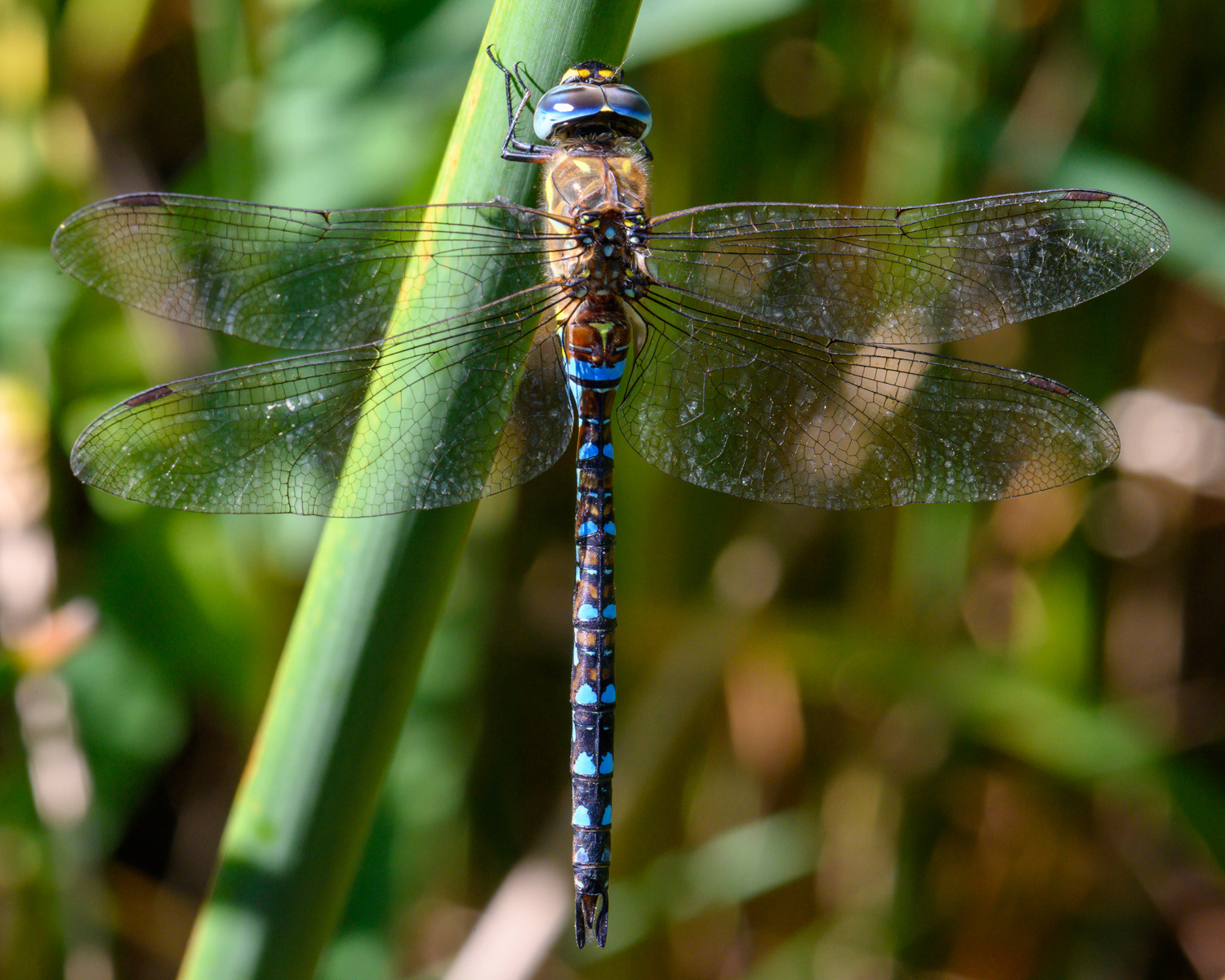 Aeshna mixta ♂