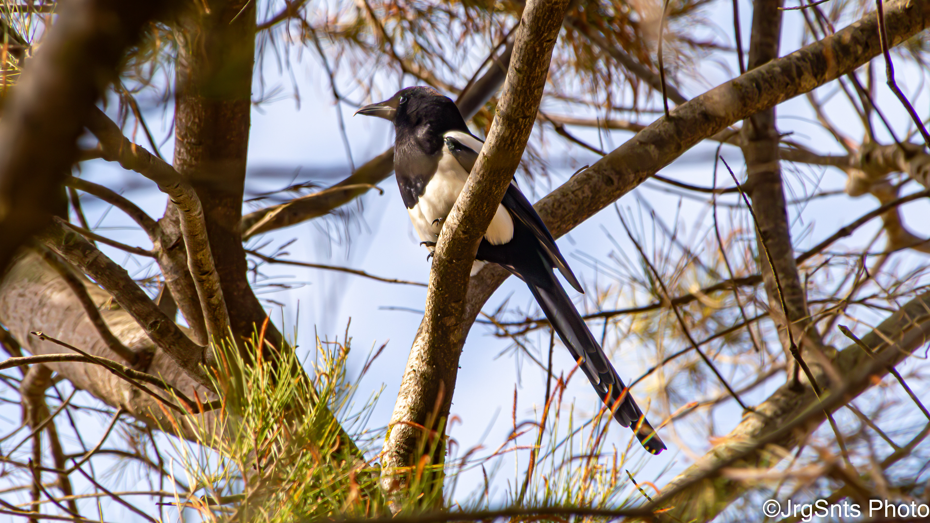 Tavira (Portugal), october/2025.