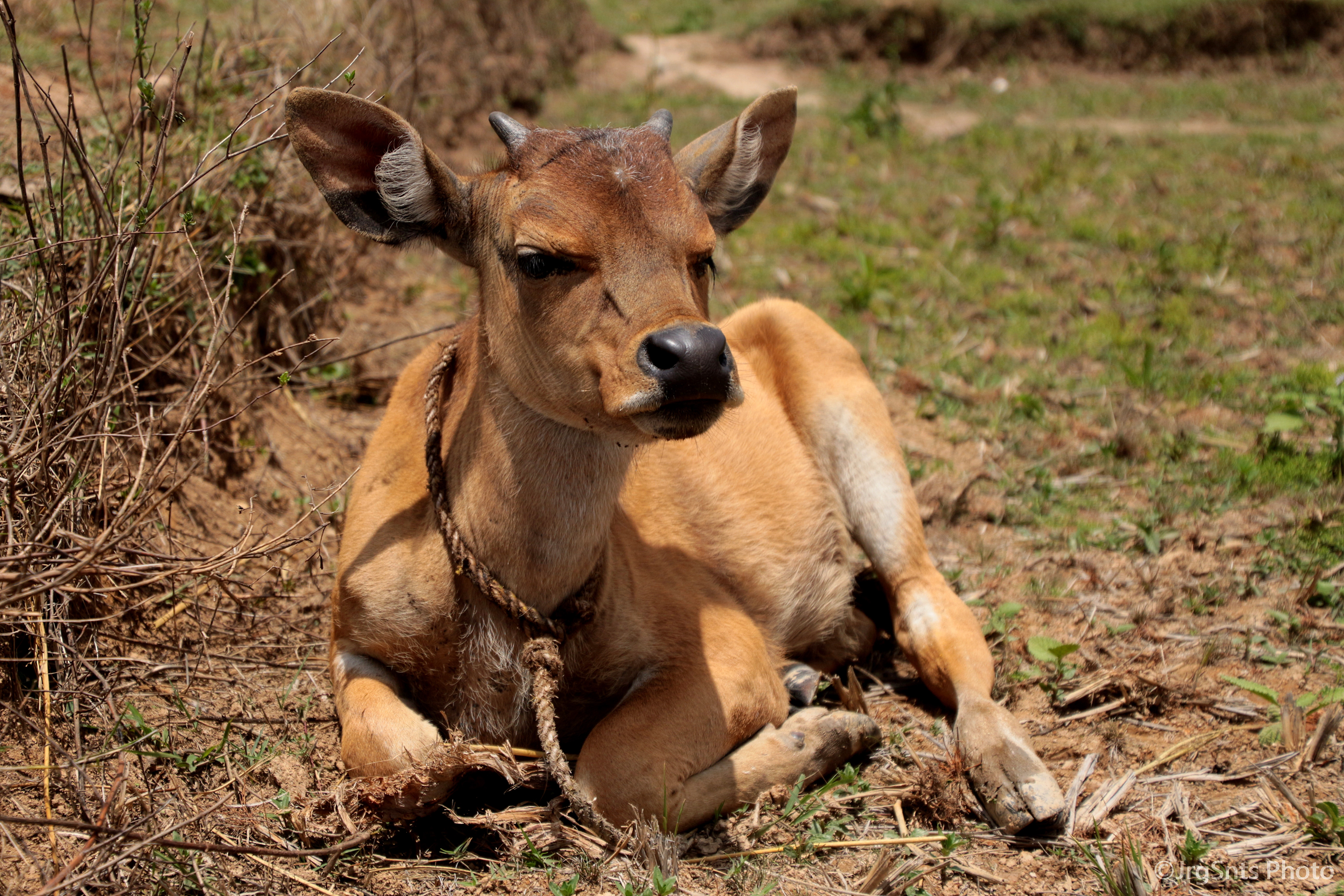 Timor-Leste