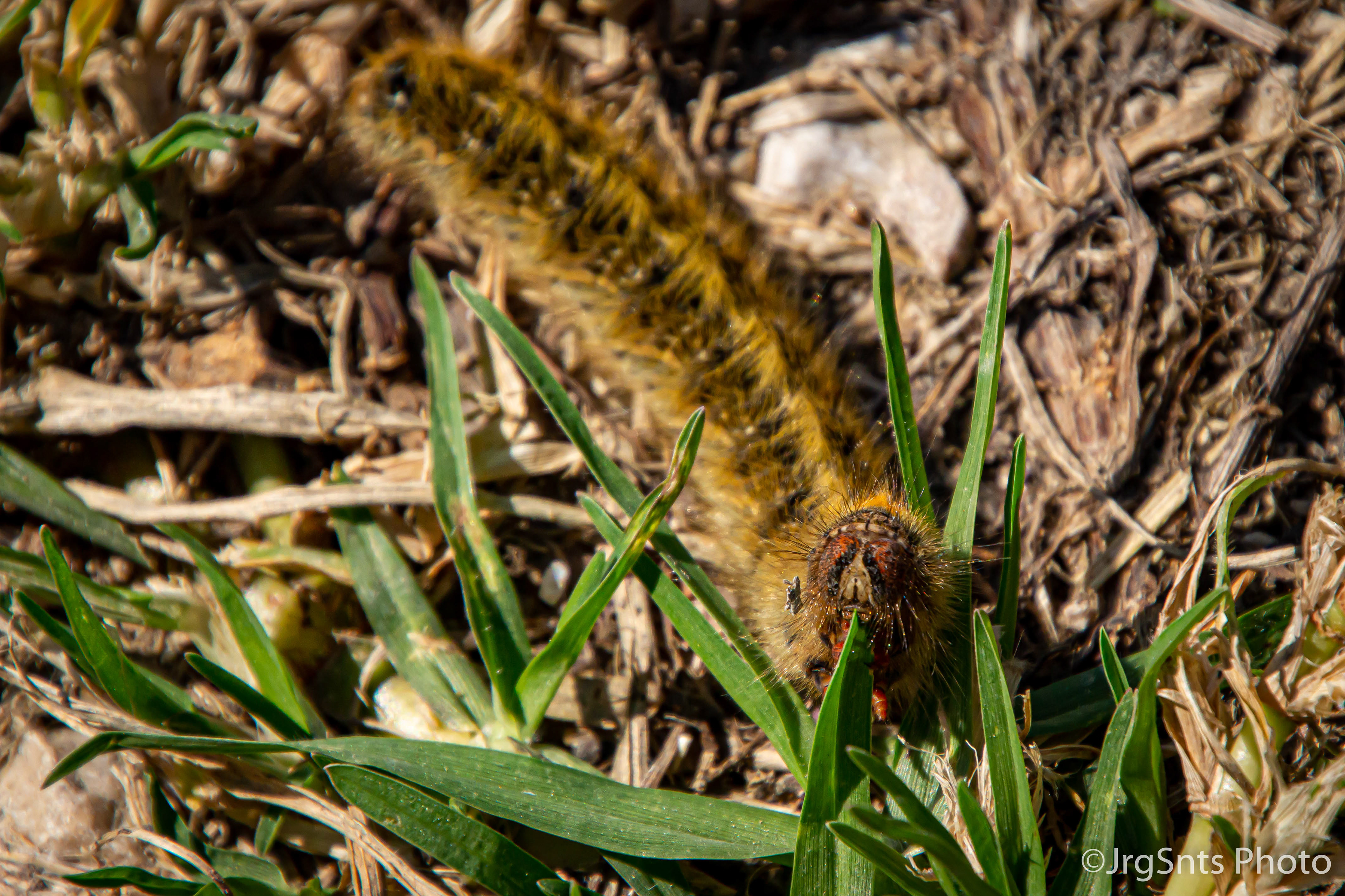 Alverca (Portugal), may/2020.