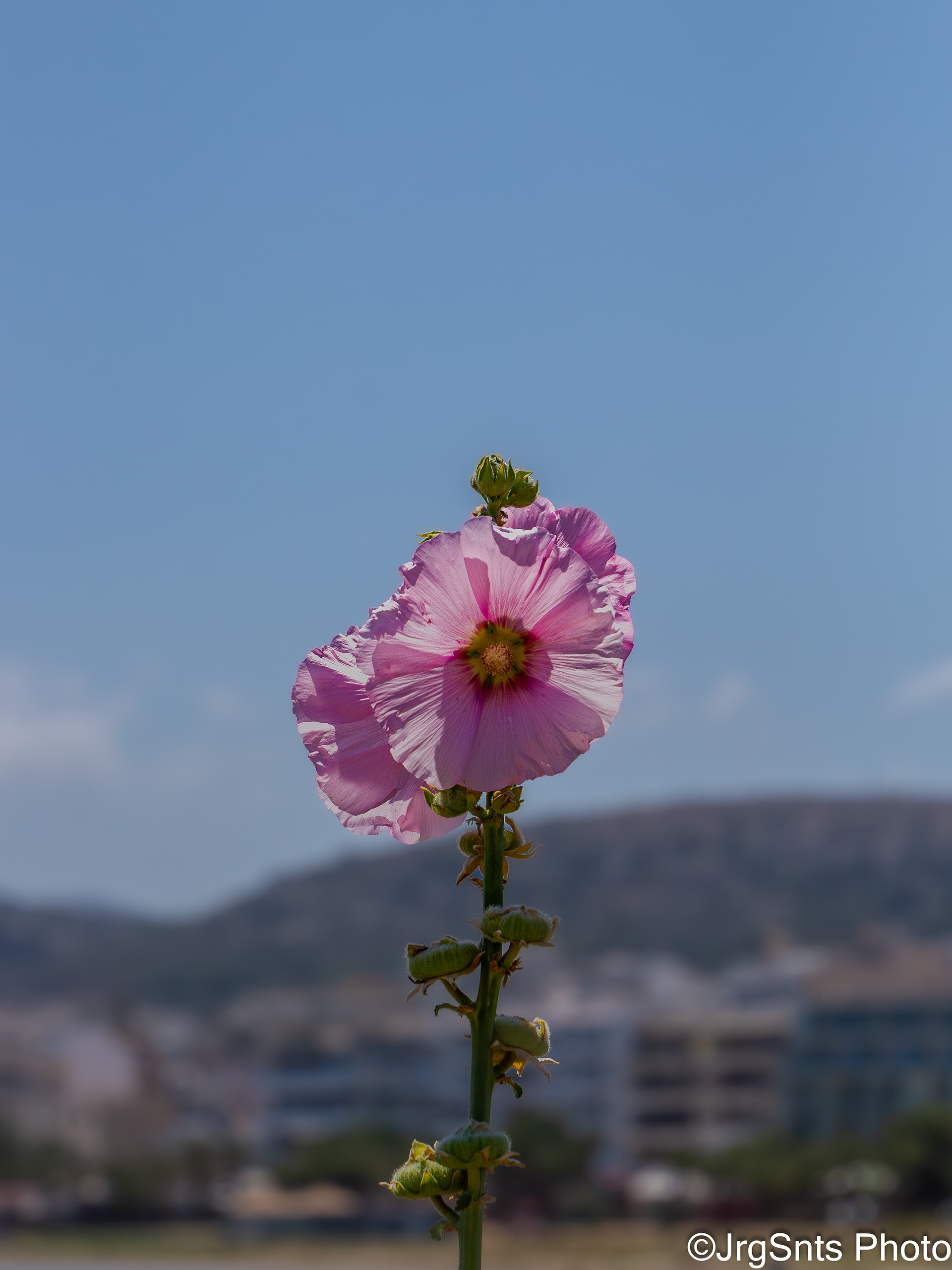 Rethymno (Greece), july/2025.