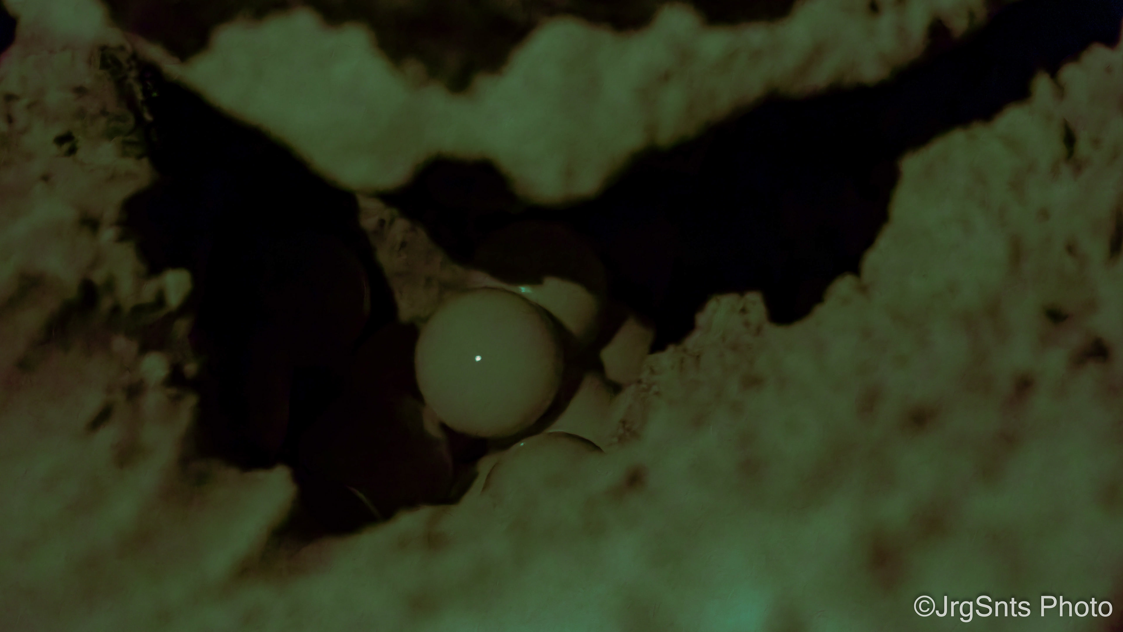 [Turtle eggs deposited on the beach] - Sal (Cape Verde), august/2023.