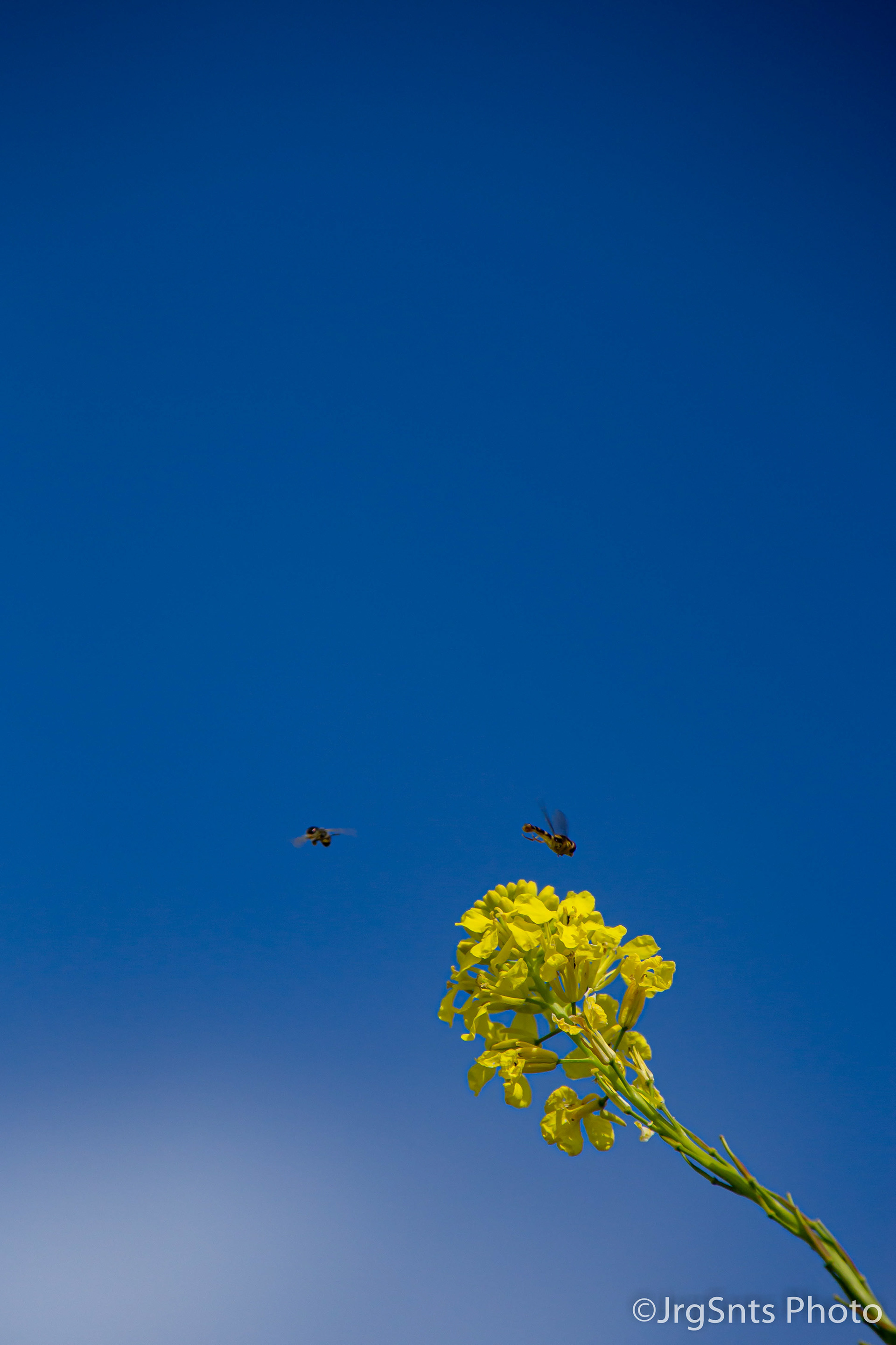 Loures (Portugal), april/2020.