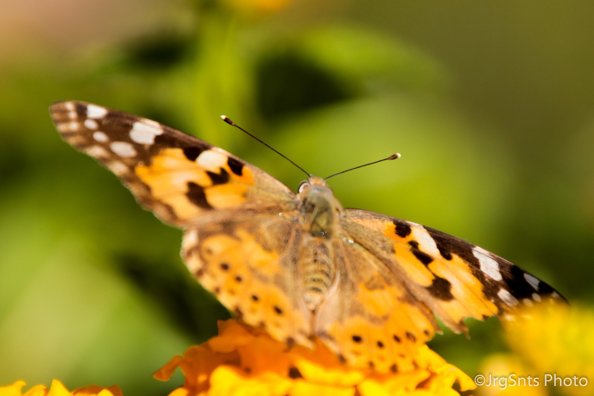 Setúbal (Portugal), october/2019.