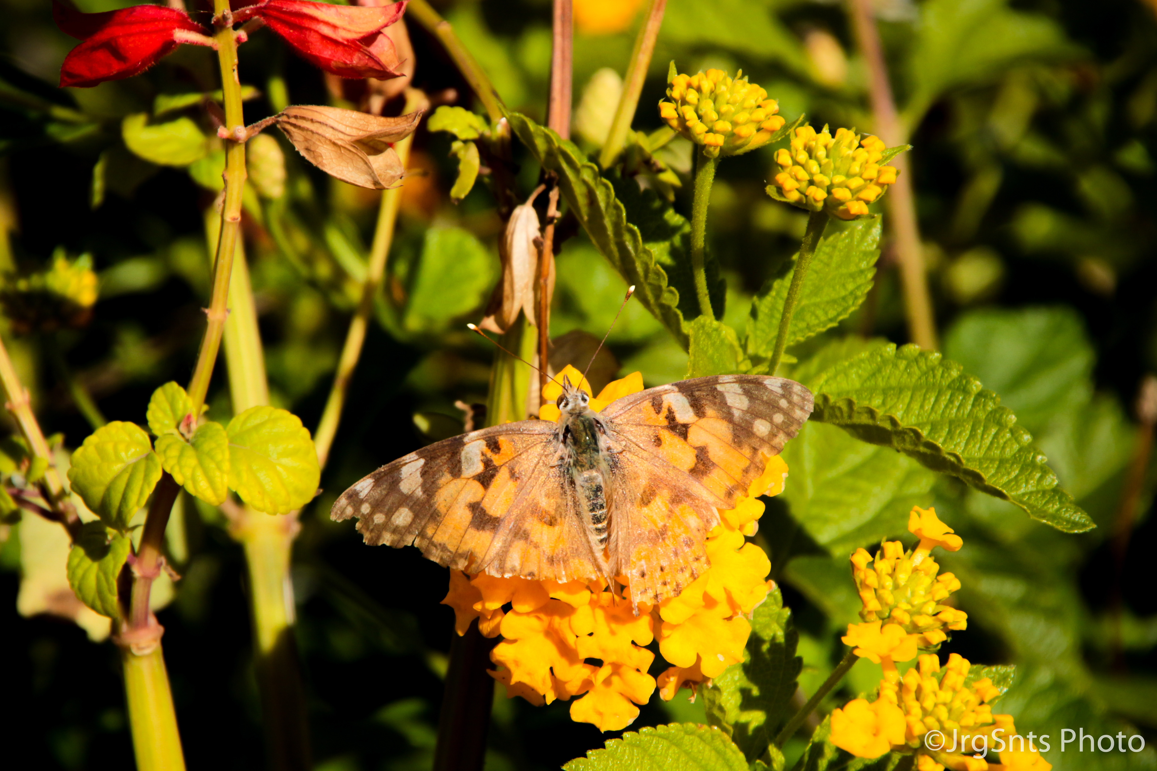 Setúbal (Portugal), october/2019.