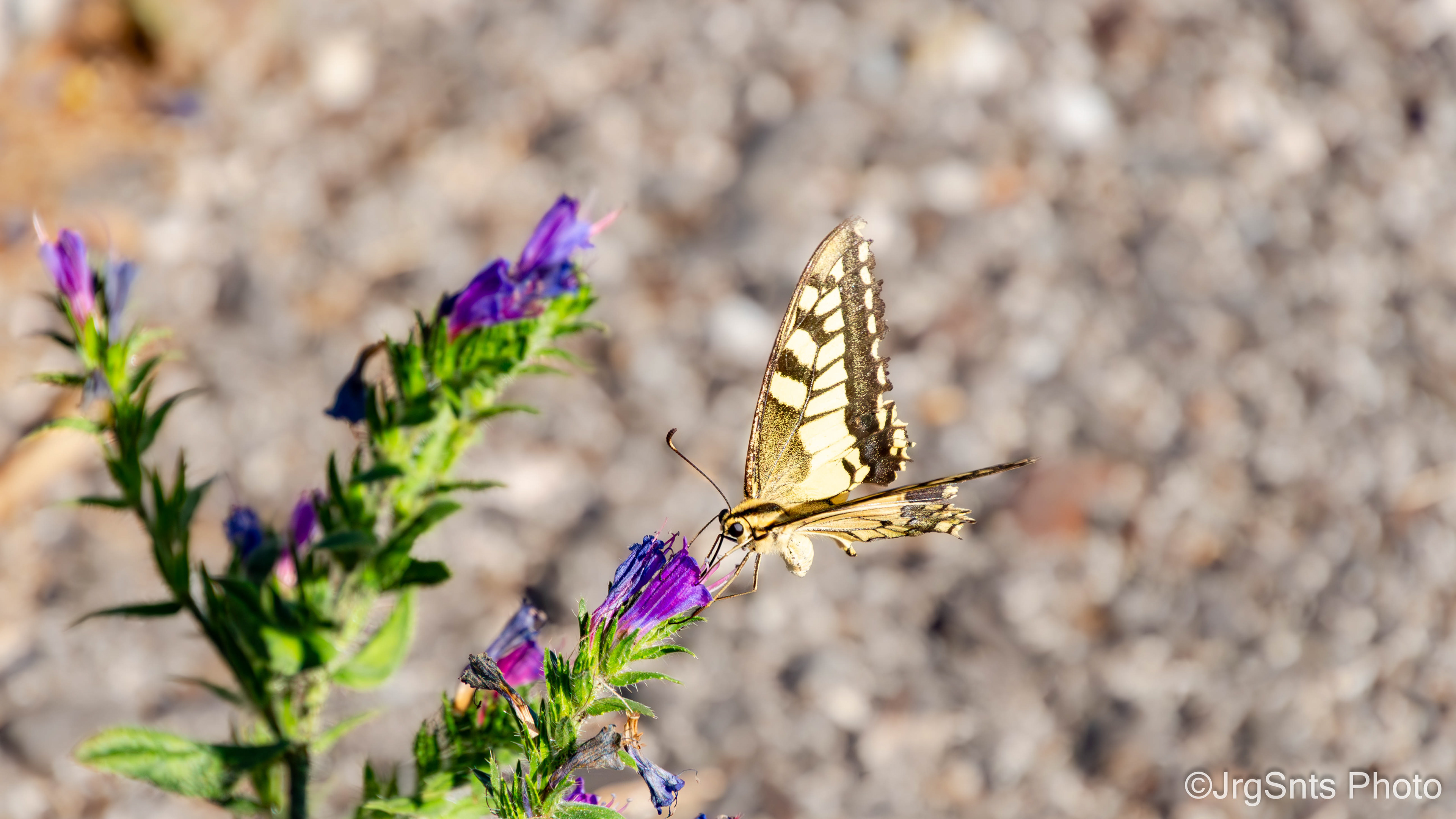 Cernache de Bonjardim (Portugal), august/2023.