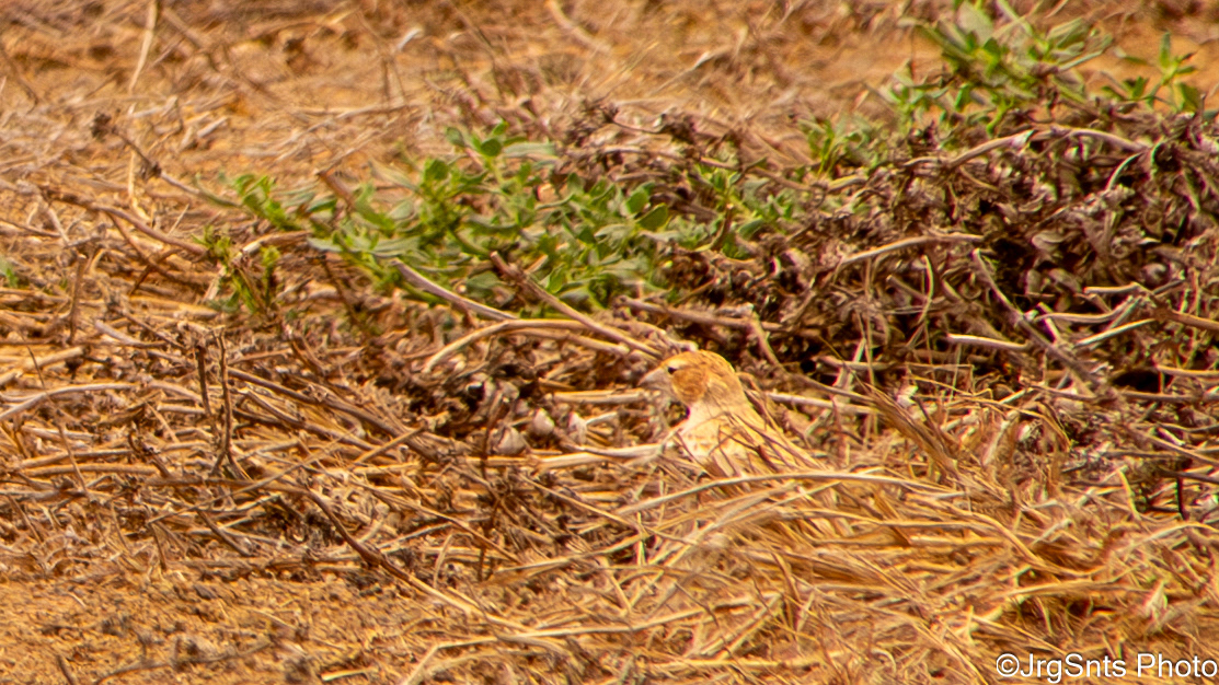 Sal (Cape Verde), august/2023.